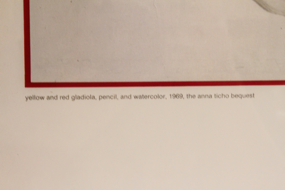 Anna Ticho Framed Offset Lithograph "Yellow and Red Gladiola"