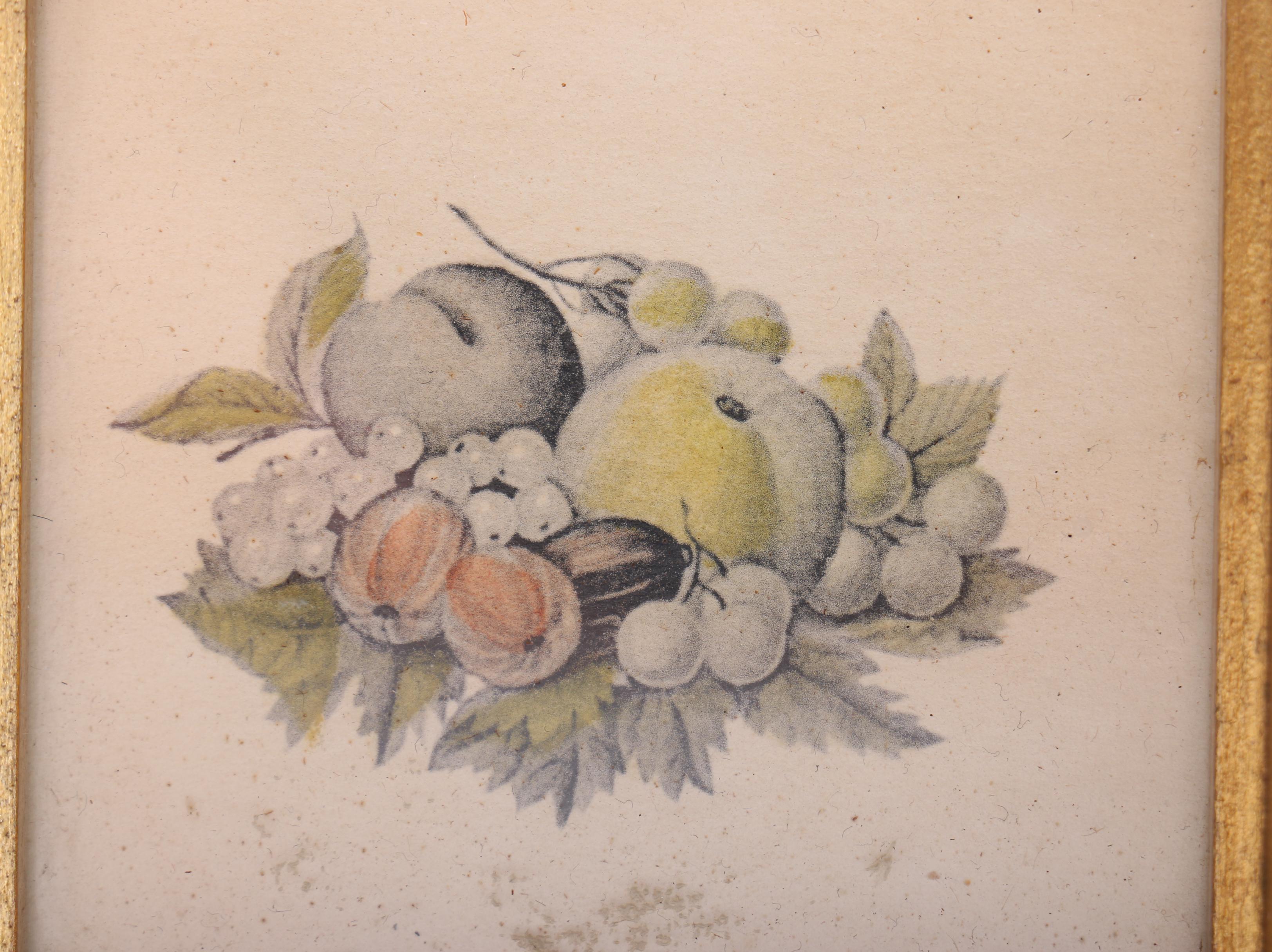 Vintage Botanical Still Life Lithographs on Paper