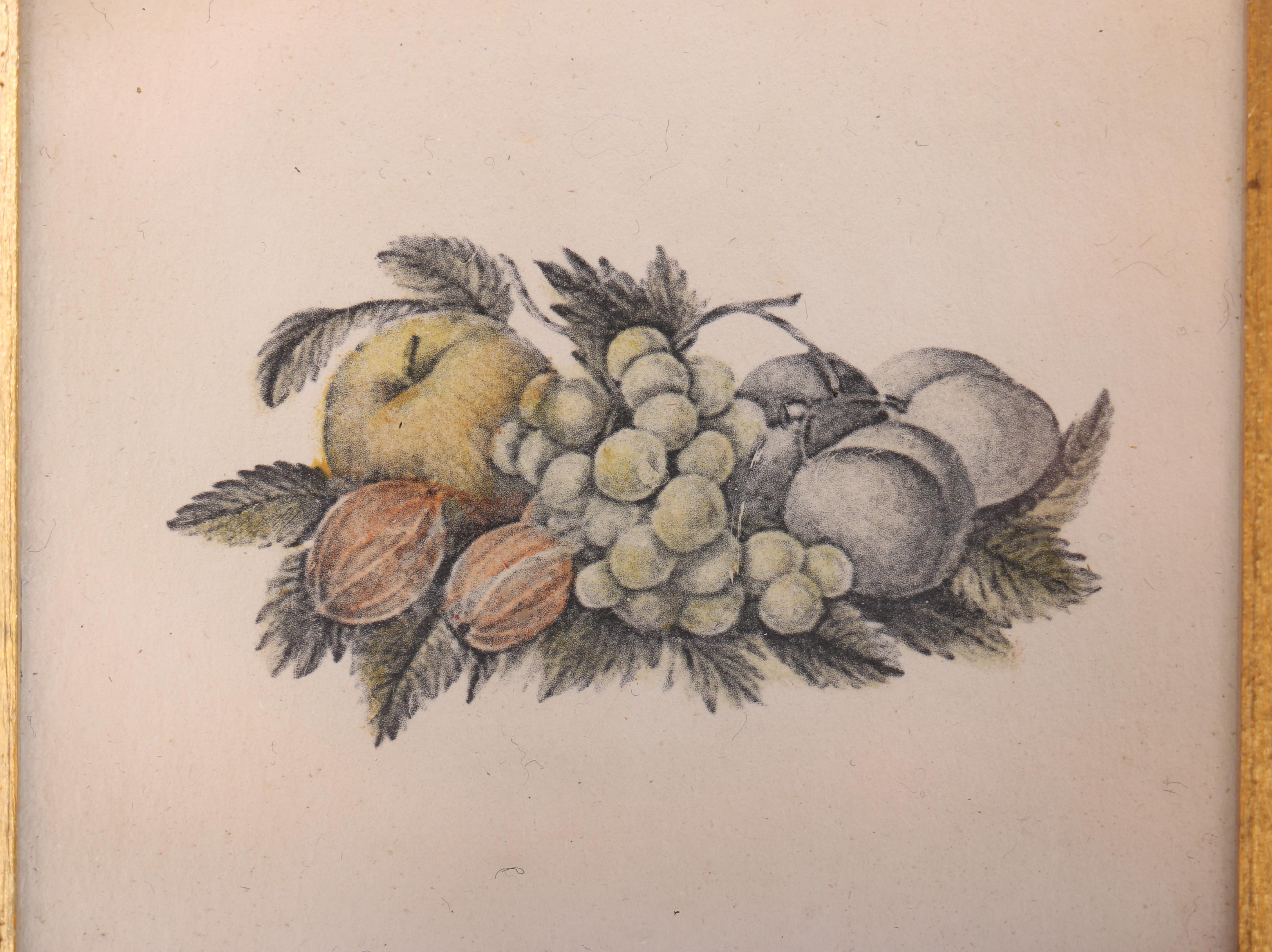 Vintage Botanical Still Life Lithographs on Paper