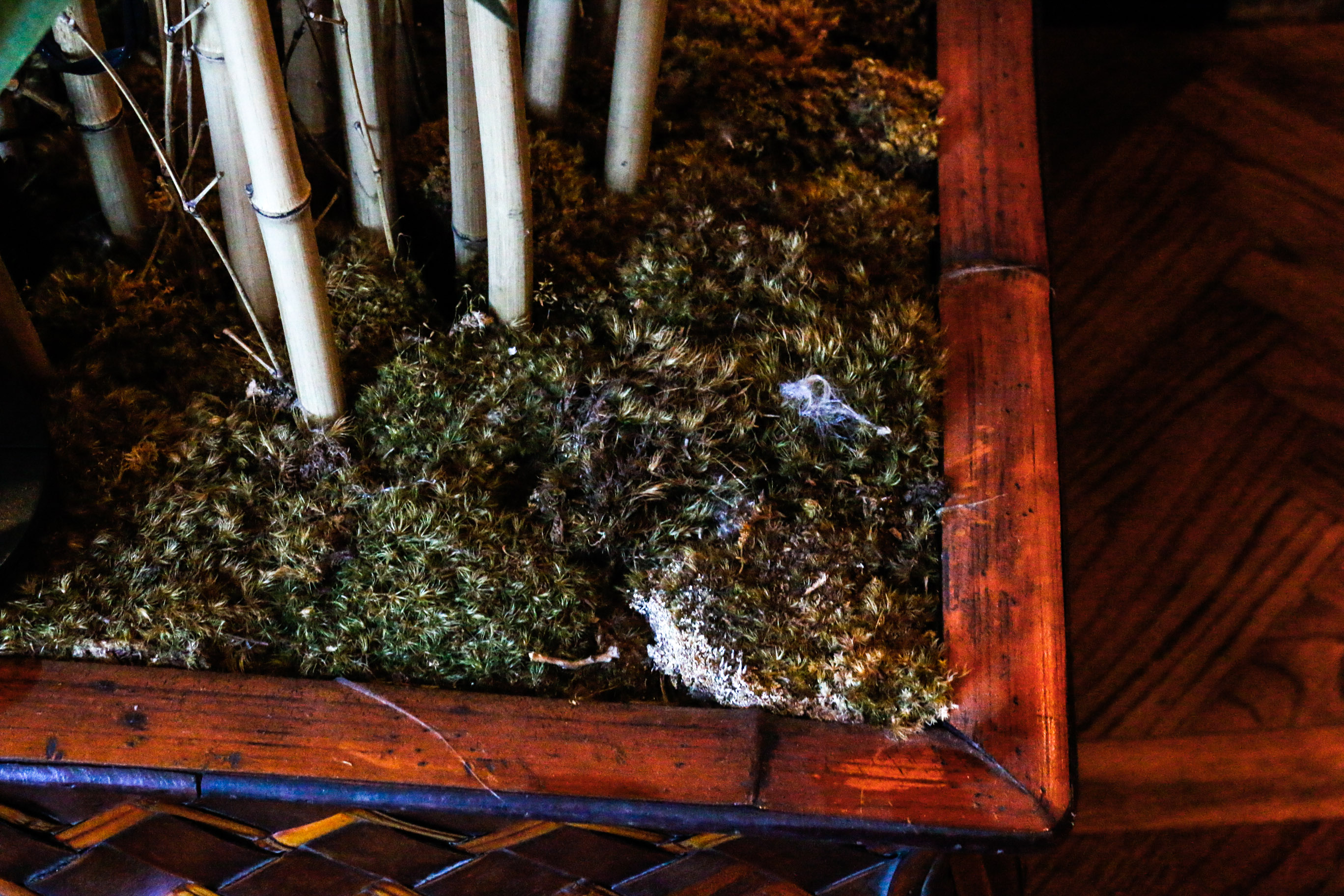 Large Potted Silk Bamboo Plant with Spotlight