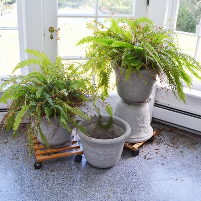 Live Potted Ferns and Pots