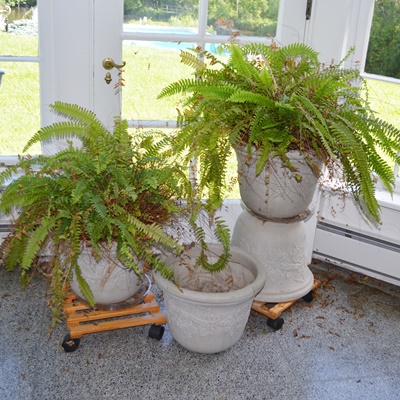 Live Potted Ferns and Pots