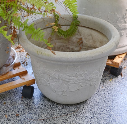 Live Potted Ferns and Pots