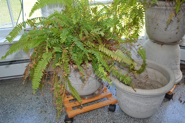 Live Potted Ferns and Pots