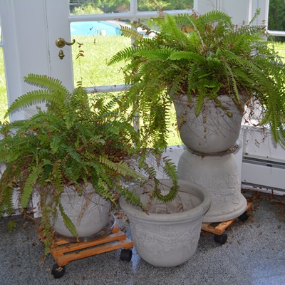 Live Potted Ferns and Pots