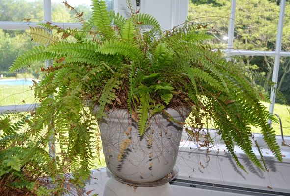 Live Potted Ferns and Pots