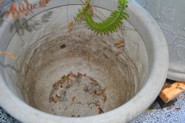 Live Potted Ferns and Pots