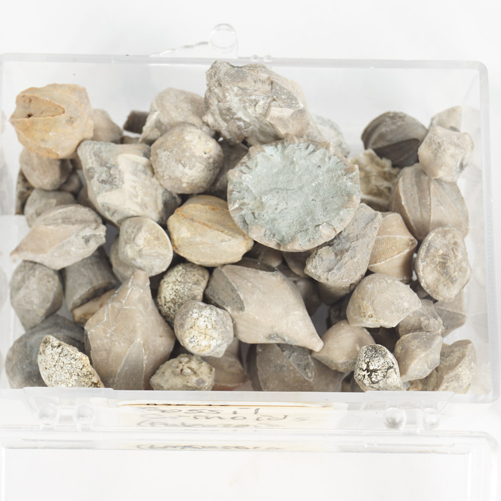 Rock Specimen, Fossil, and Polished Stone Collection