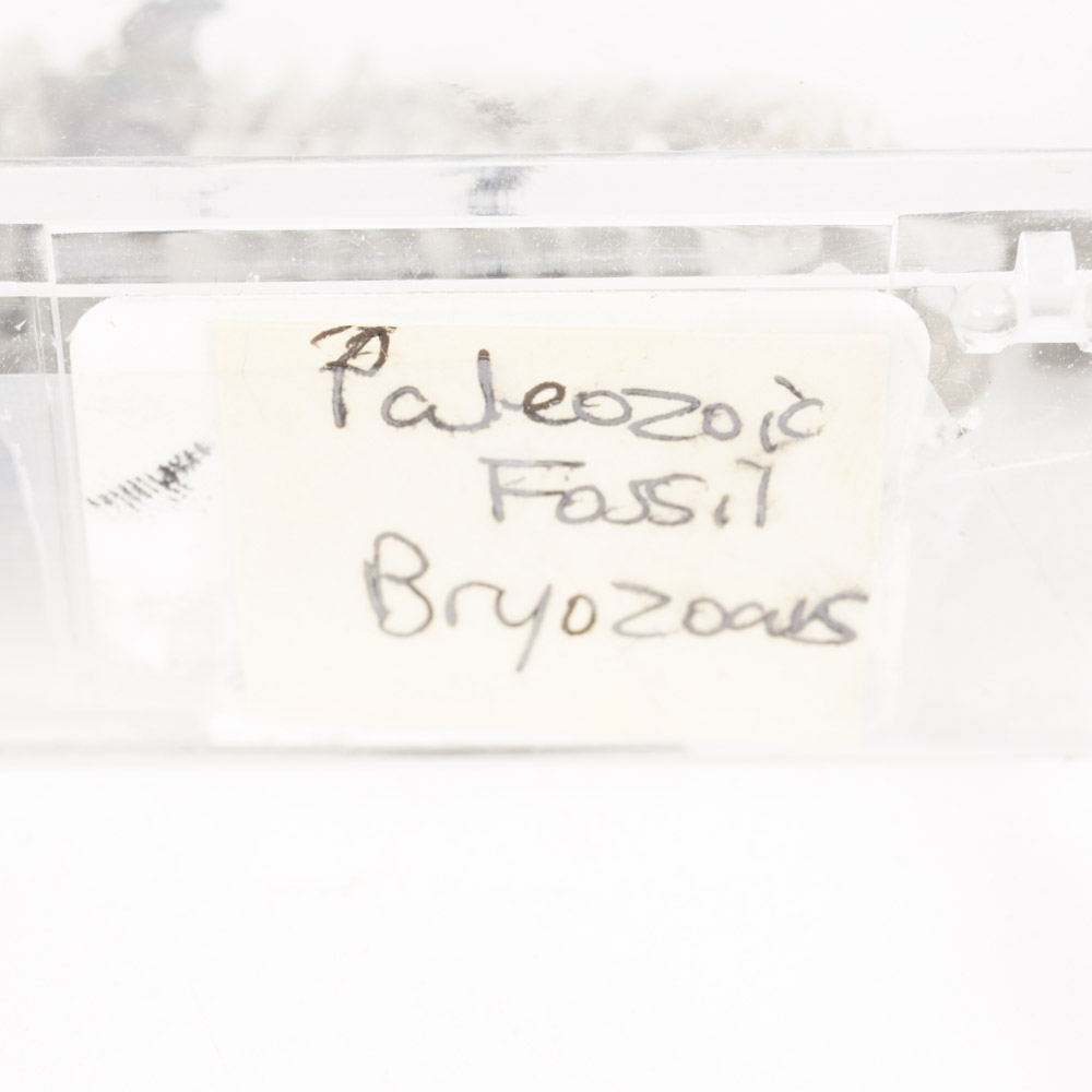 Rock Specimen, Fossil, and Polished Stone Collection