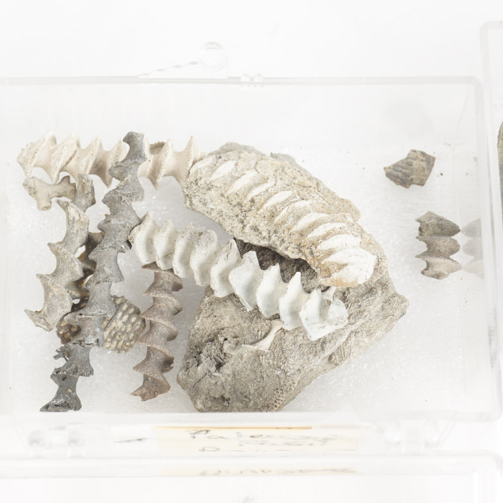 Rock Specimen, Fossil, and Polished Stone Collection