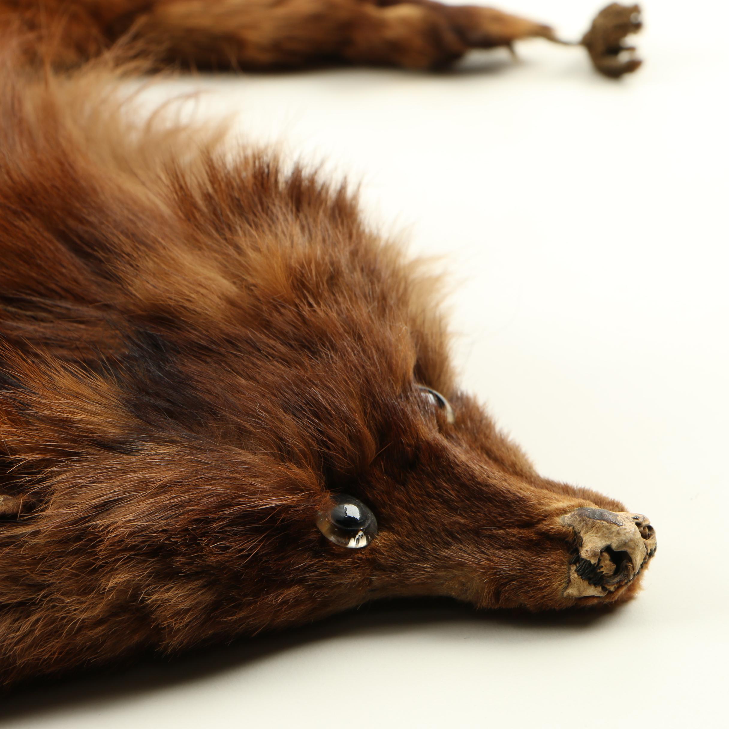 Coyote Collar and Full Fox Stole