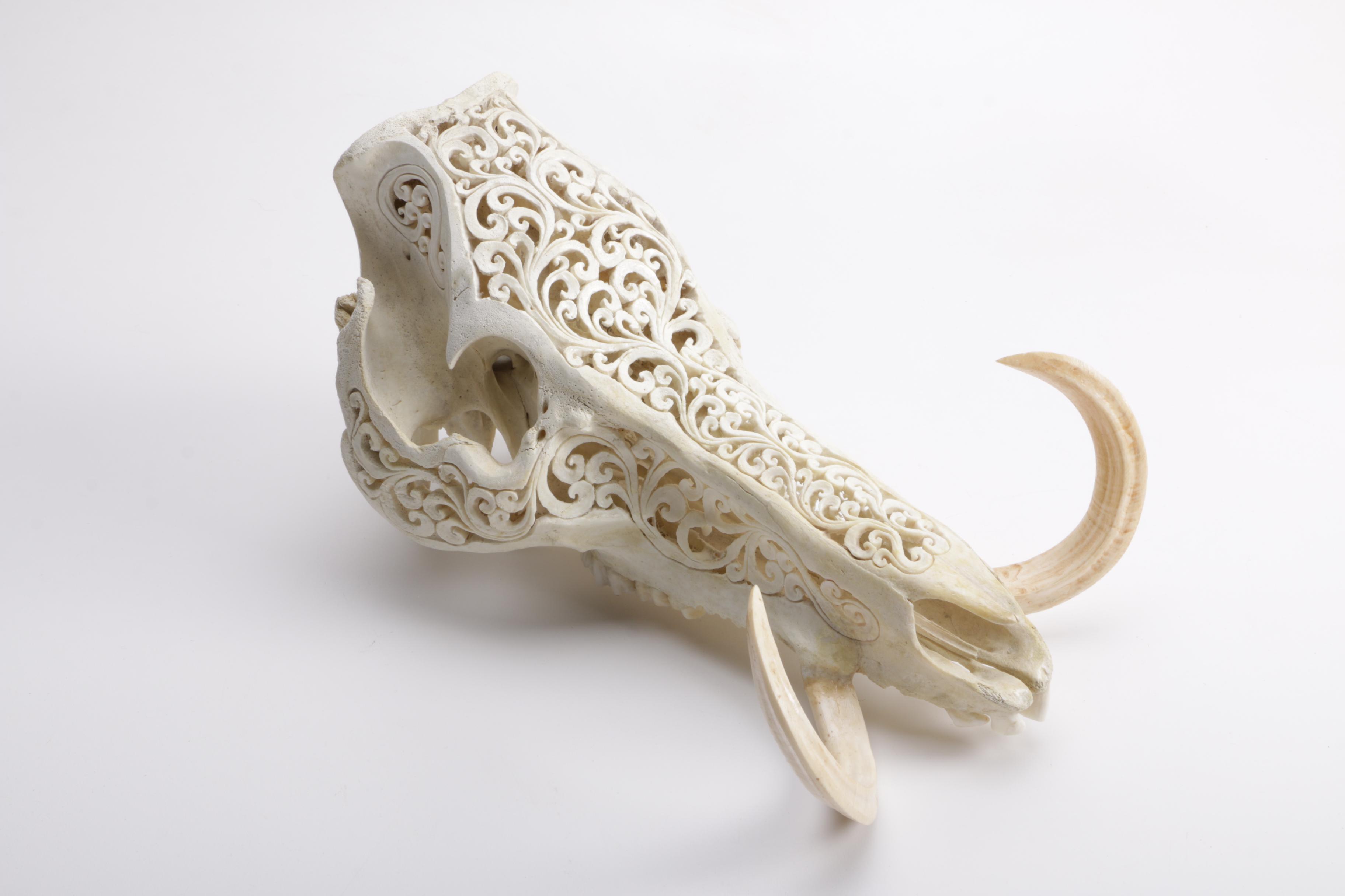 Carved Domestic Pig Skull and Tusks