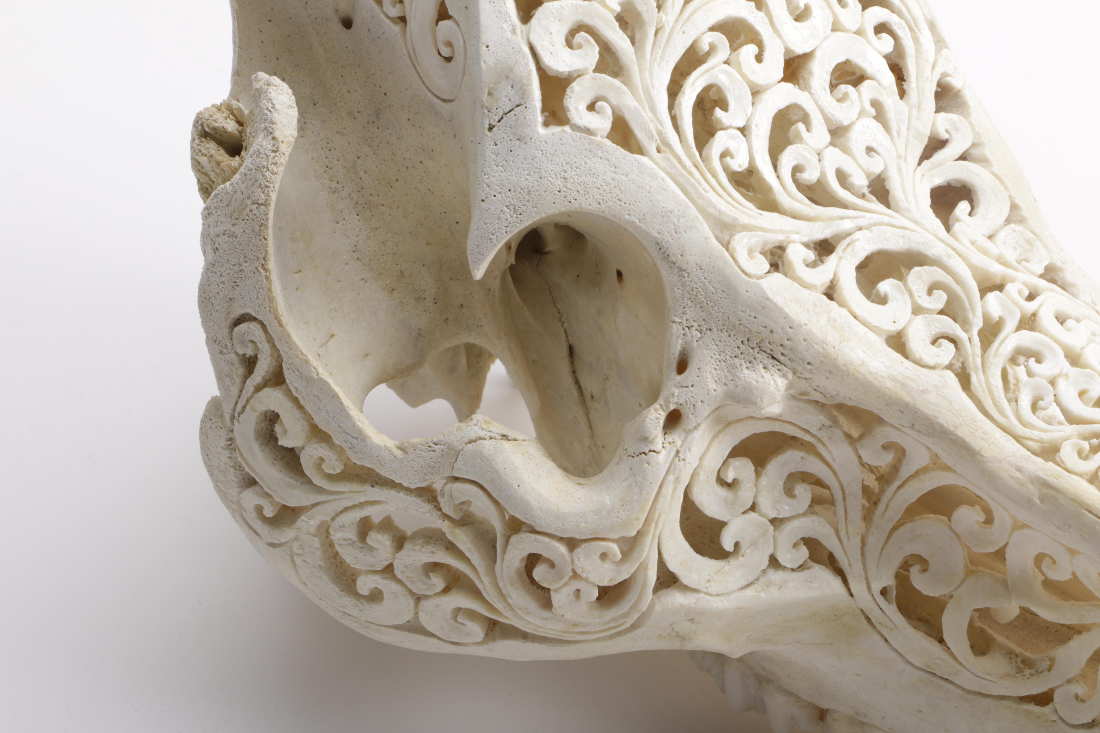 Carved Domestic Pig Skull and Tusks