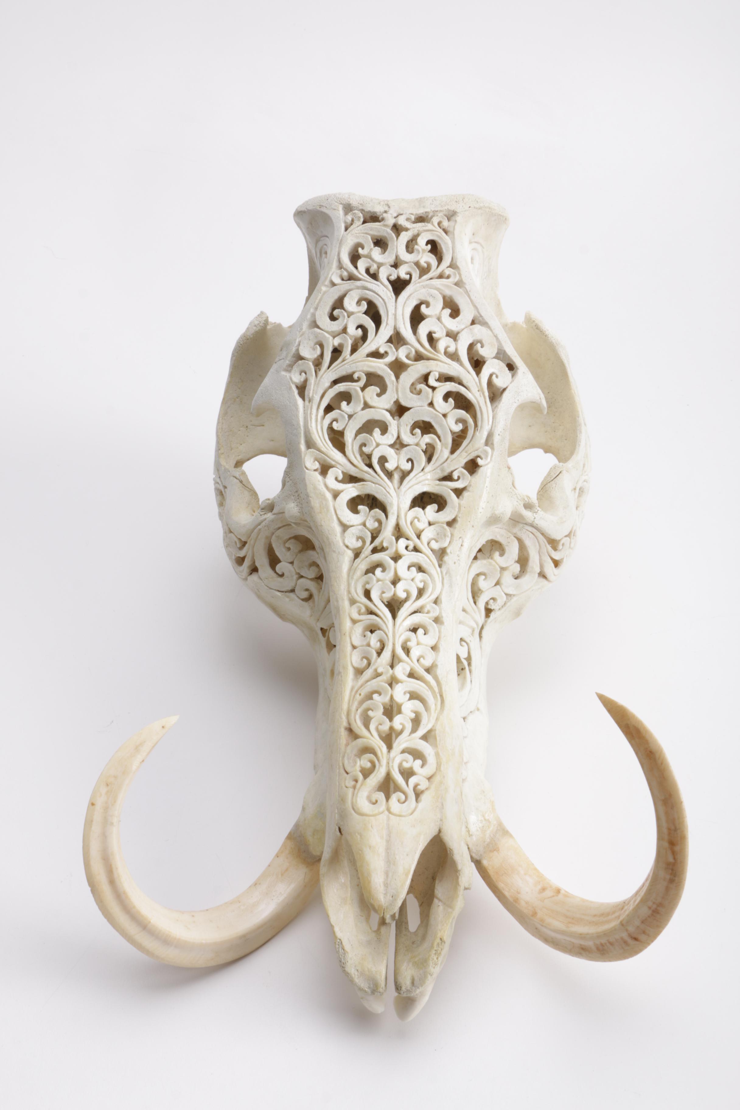 Carved Domestic Pig Skull and Tusks