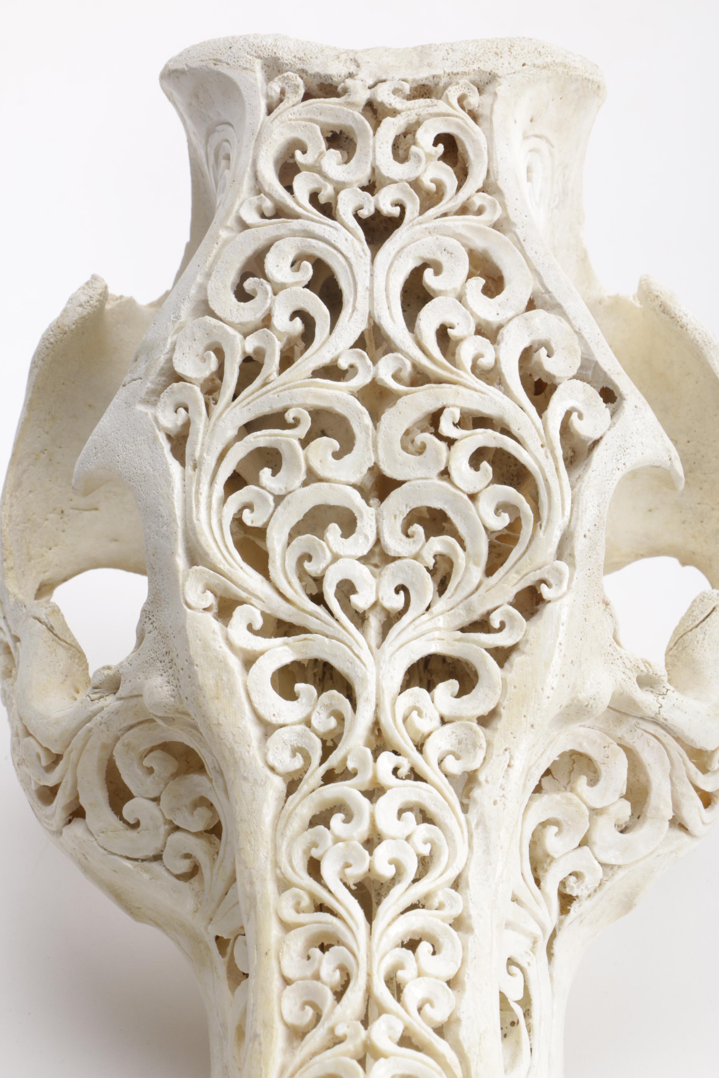 Carved Domestic Pig Skull and Tusks