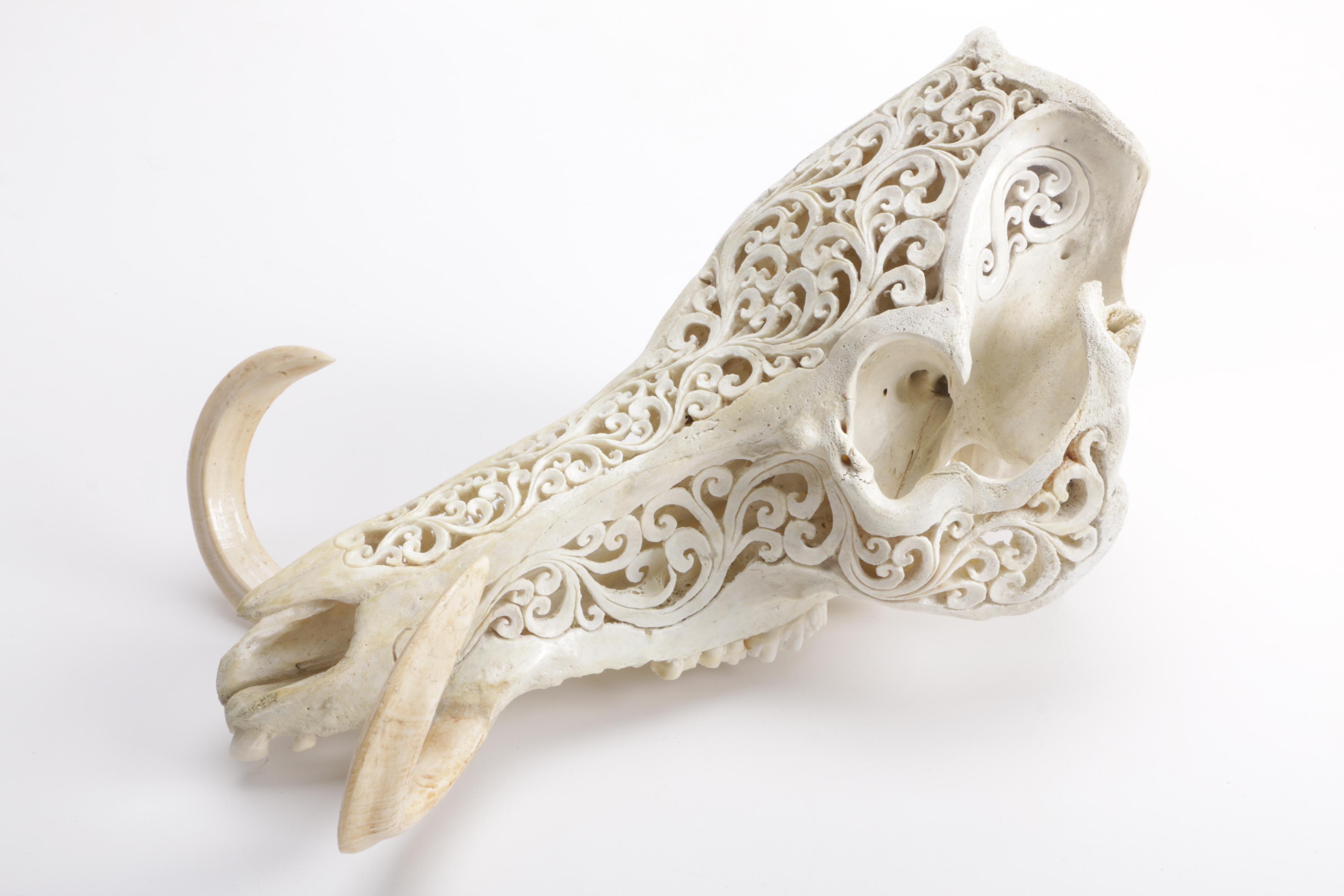 Carved Domestic Pig Skull and Tusks