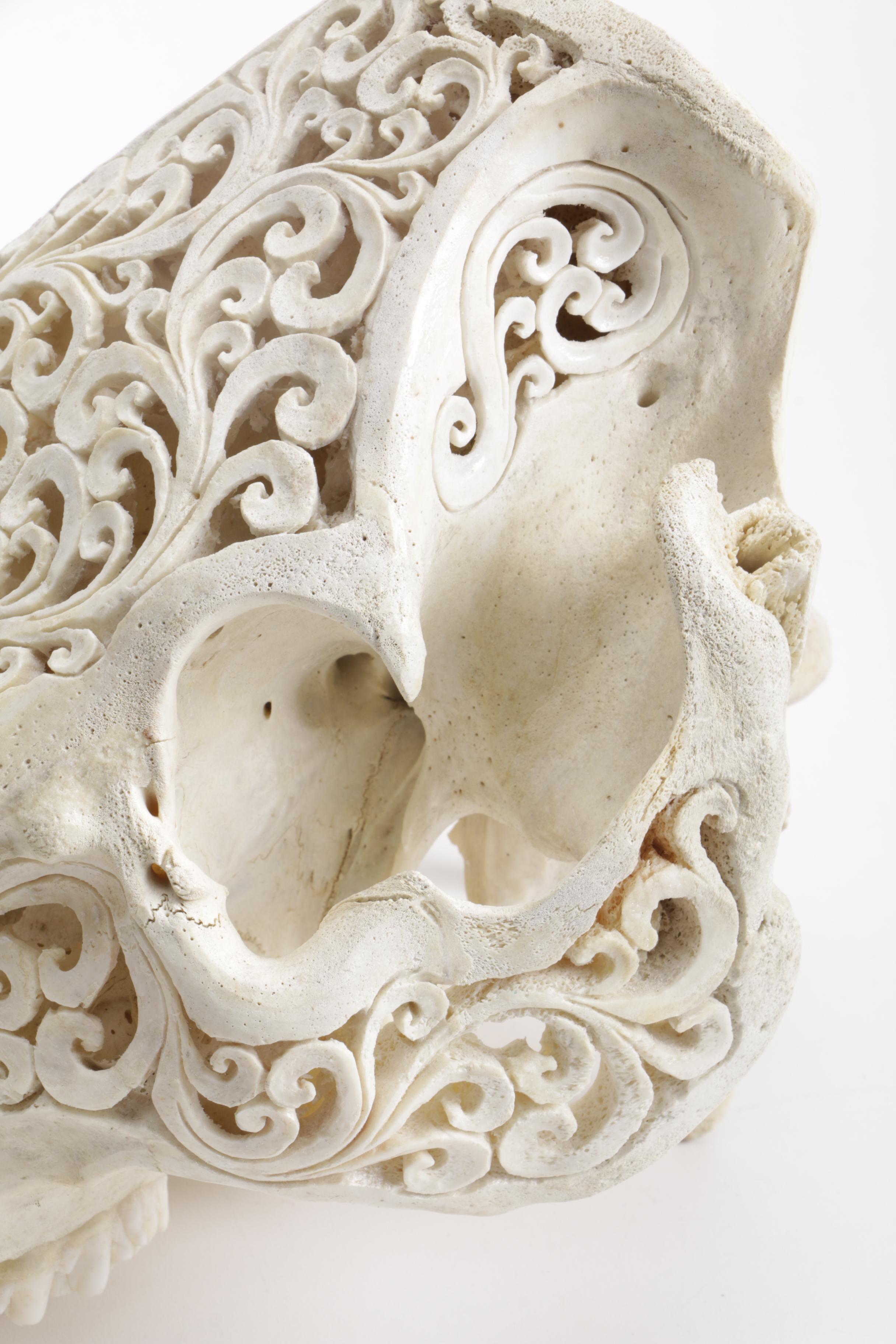 Carved Domestic Pig Skull and Tusks