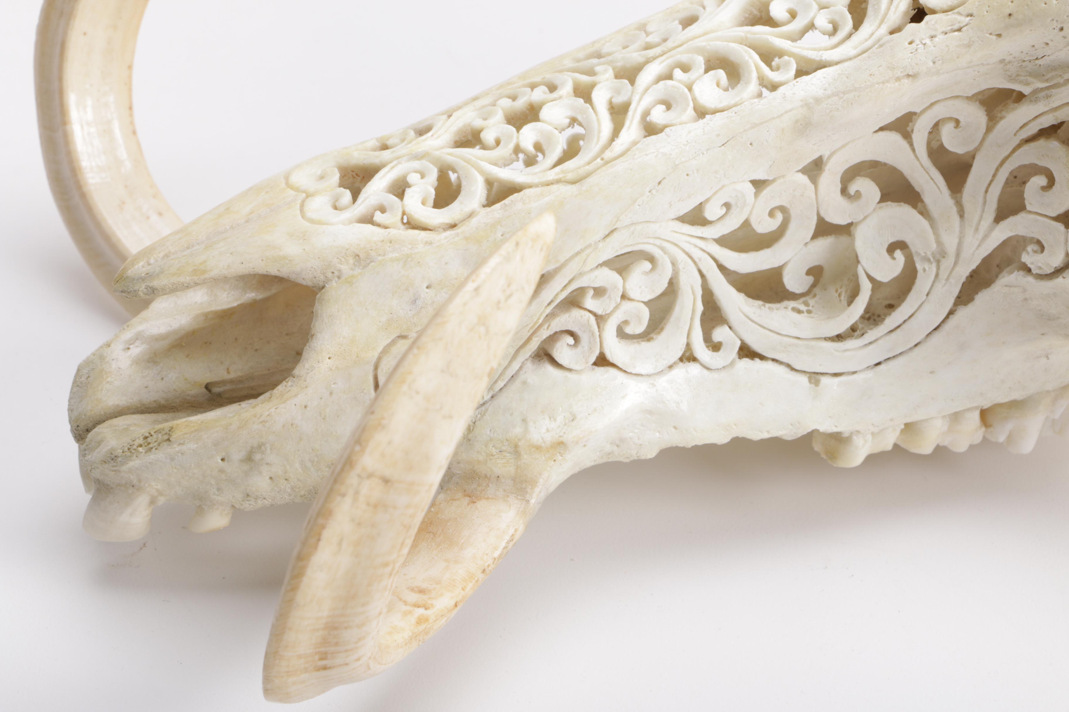 Carved Domestic Pig Skull and Tusks