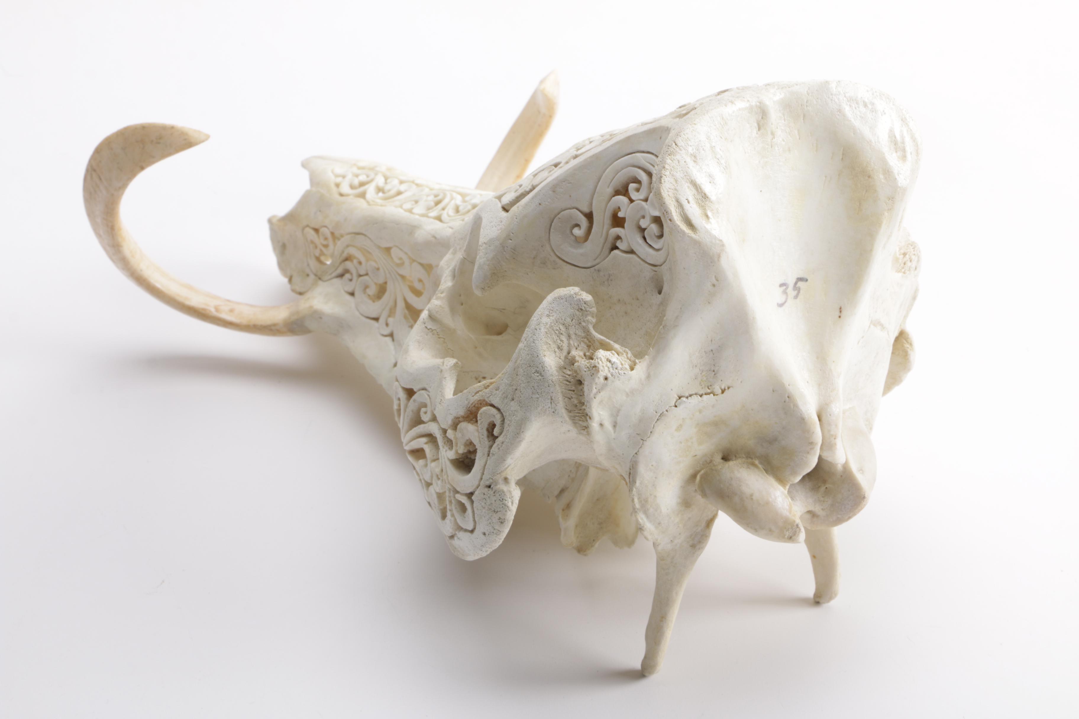 Carved Domestic Pig Skull and Tusks
