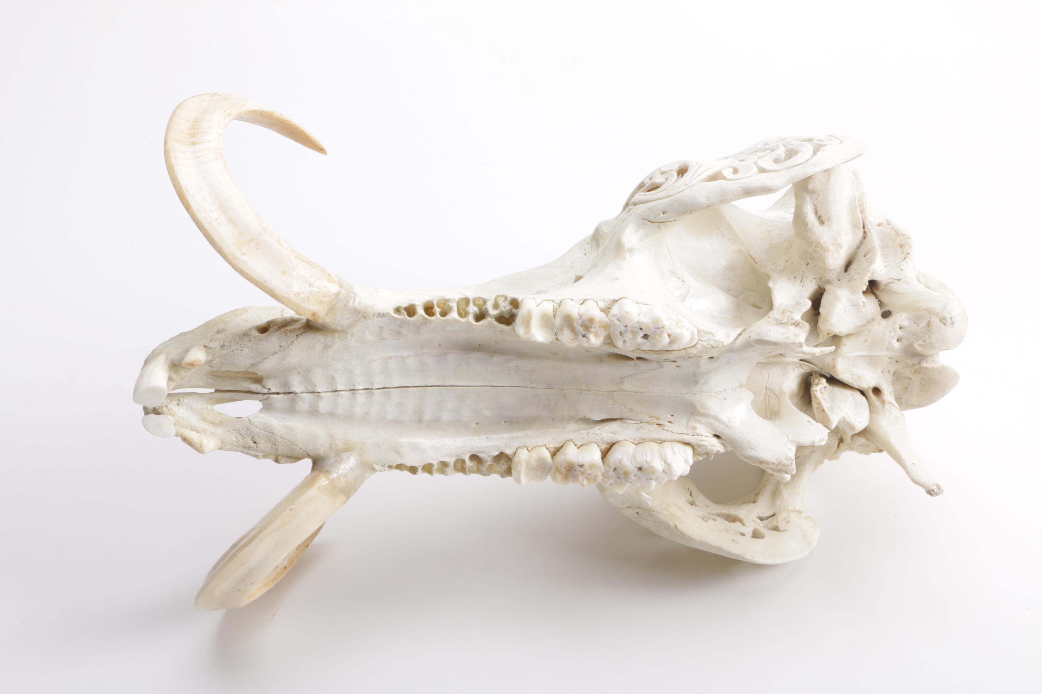 Carved Domestic Pig Skull and Tusks