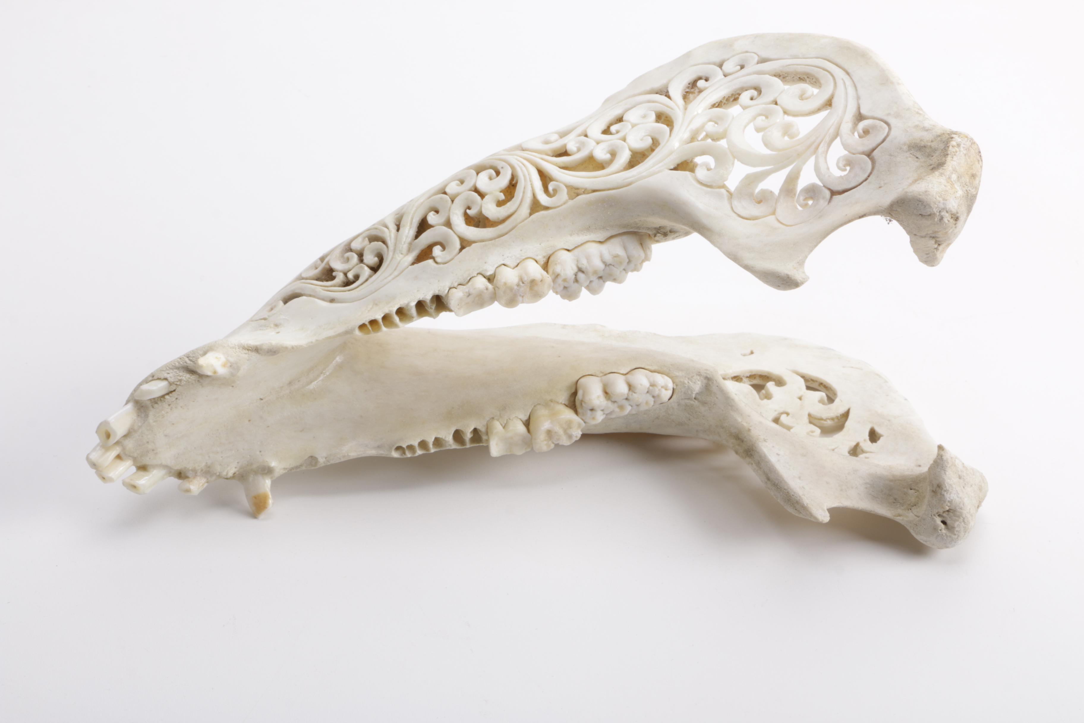Carved Domestic Pig Skull and Tusks