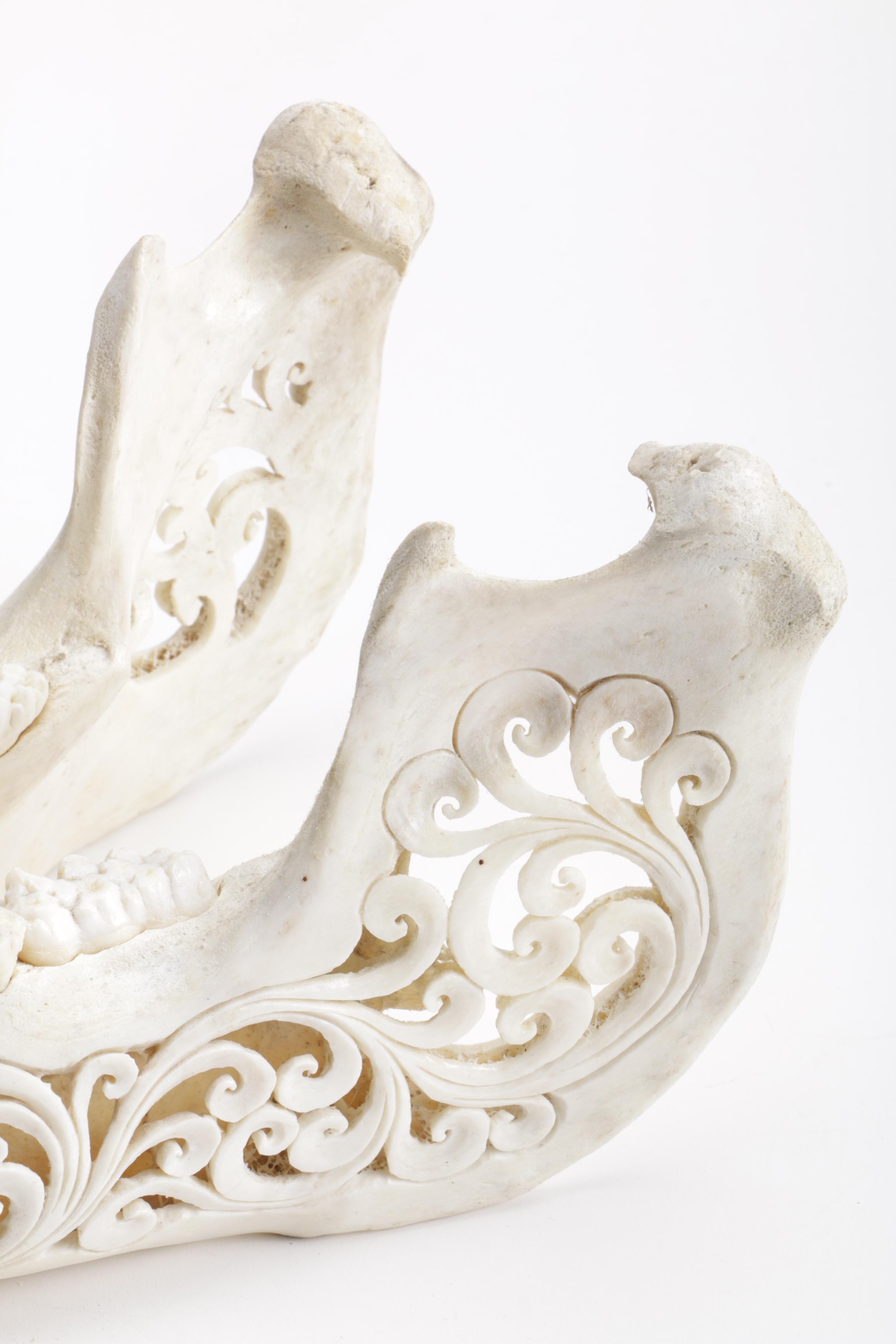 Carved Domestic Pig Skull and Tusks