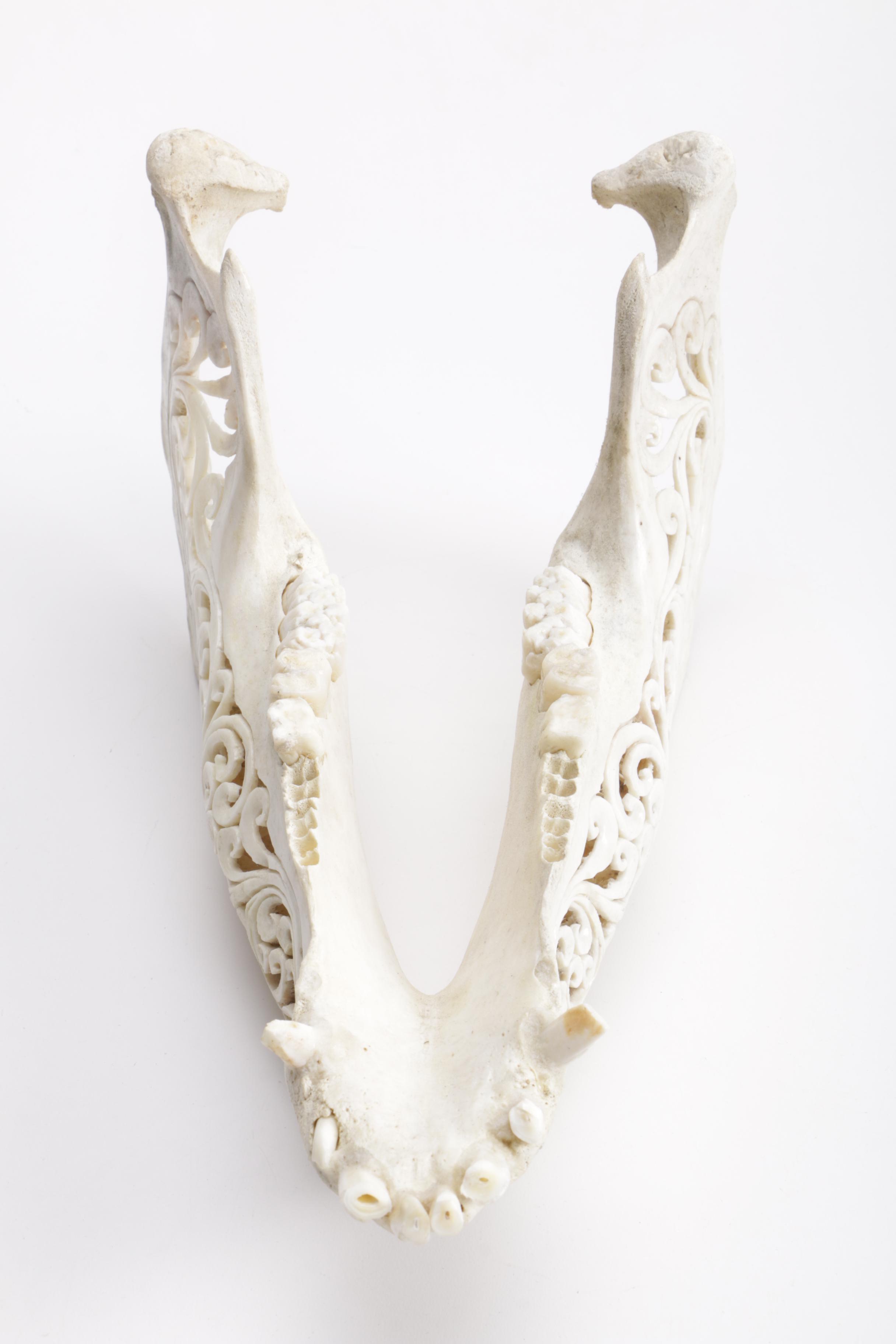 Carved Domestic Pig Skull and Tusks