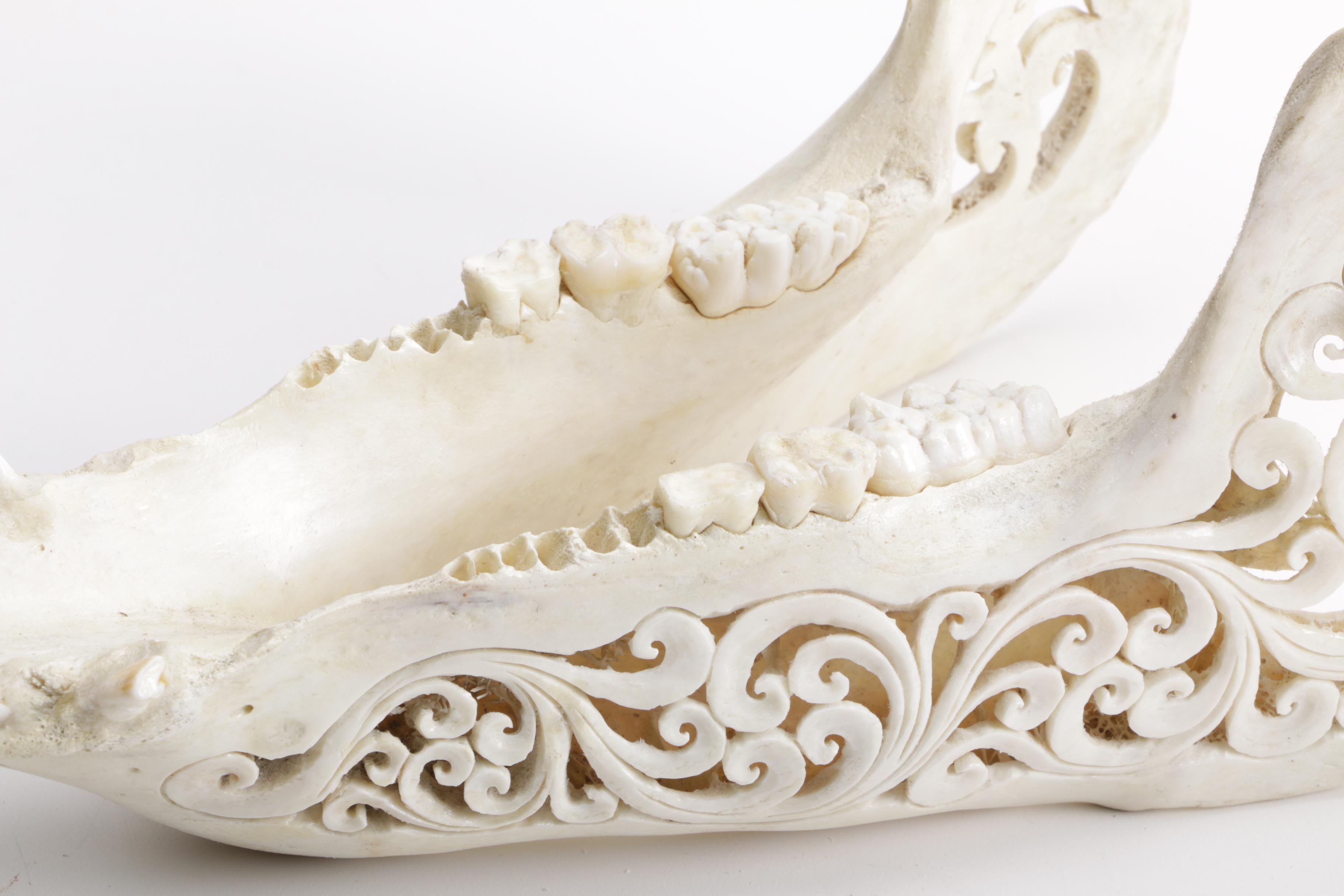 Carved Domestic Pig Skull and Tusks