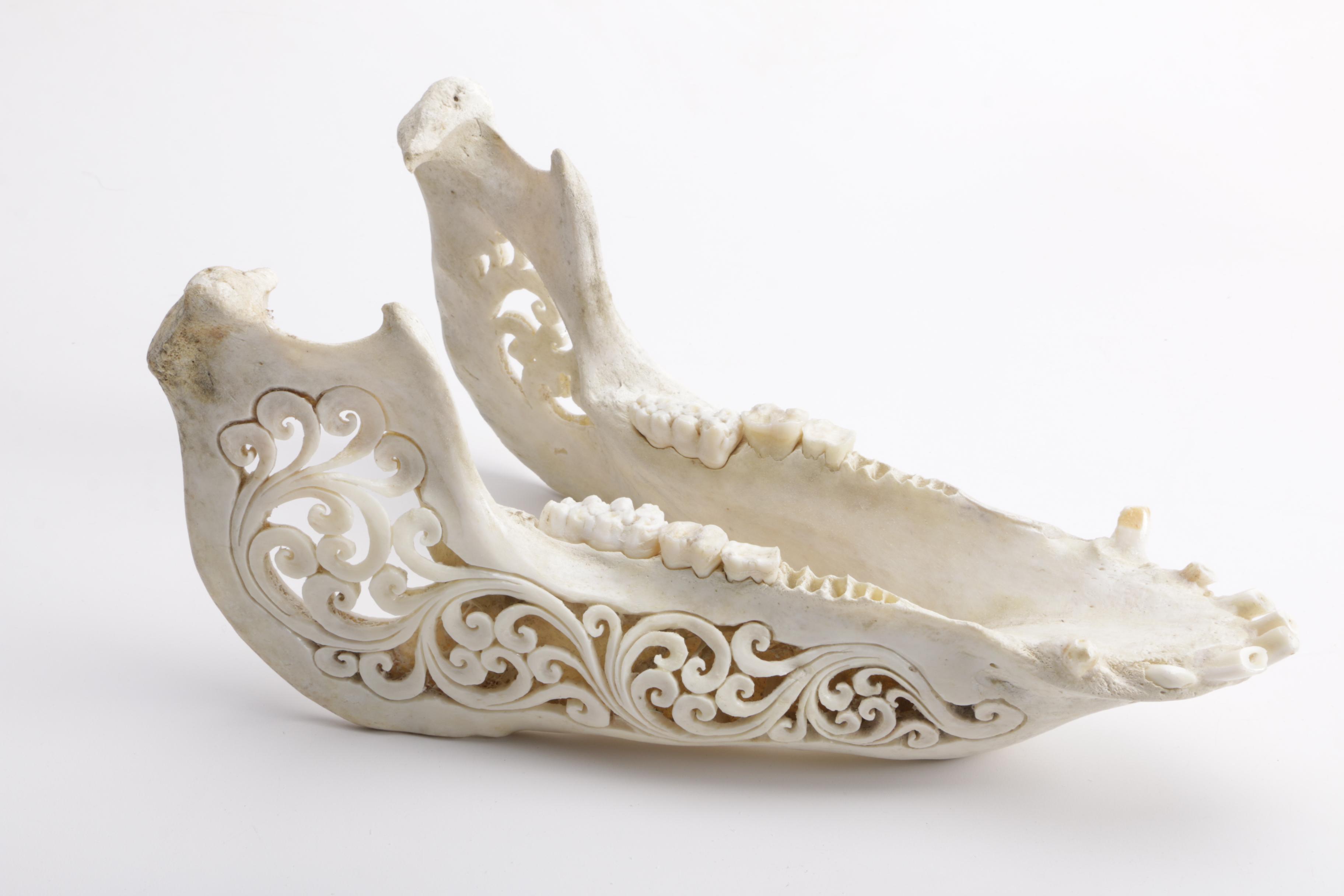 Carved Domestic Pig Skull and Tusks