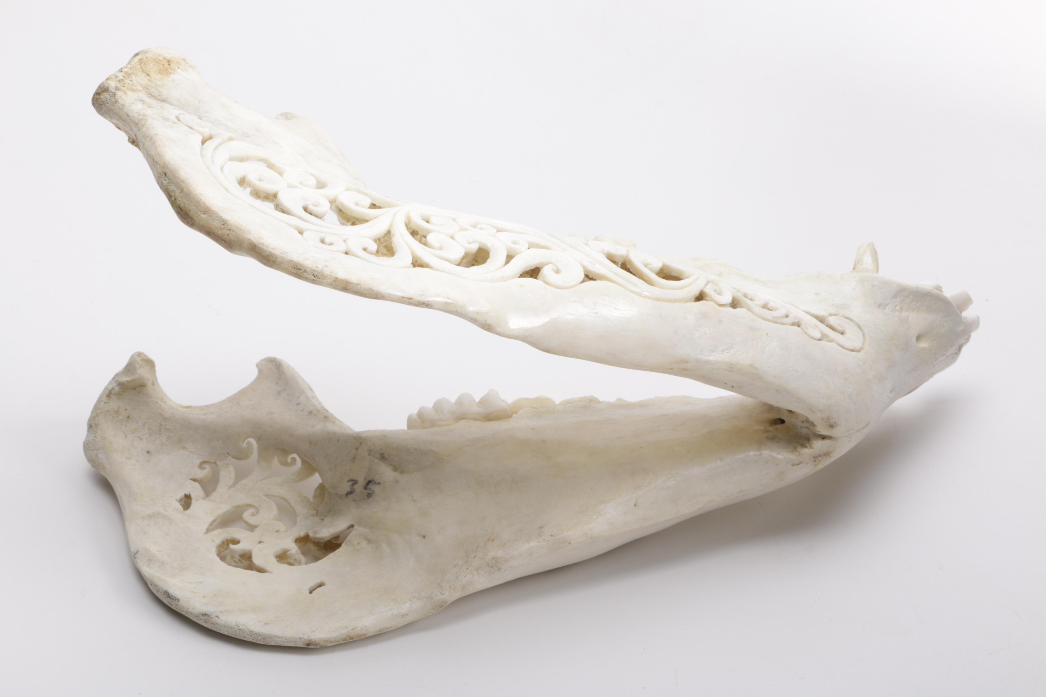 Carved Domestic Pig Skull and Tusks