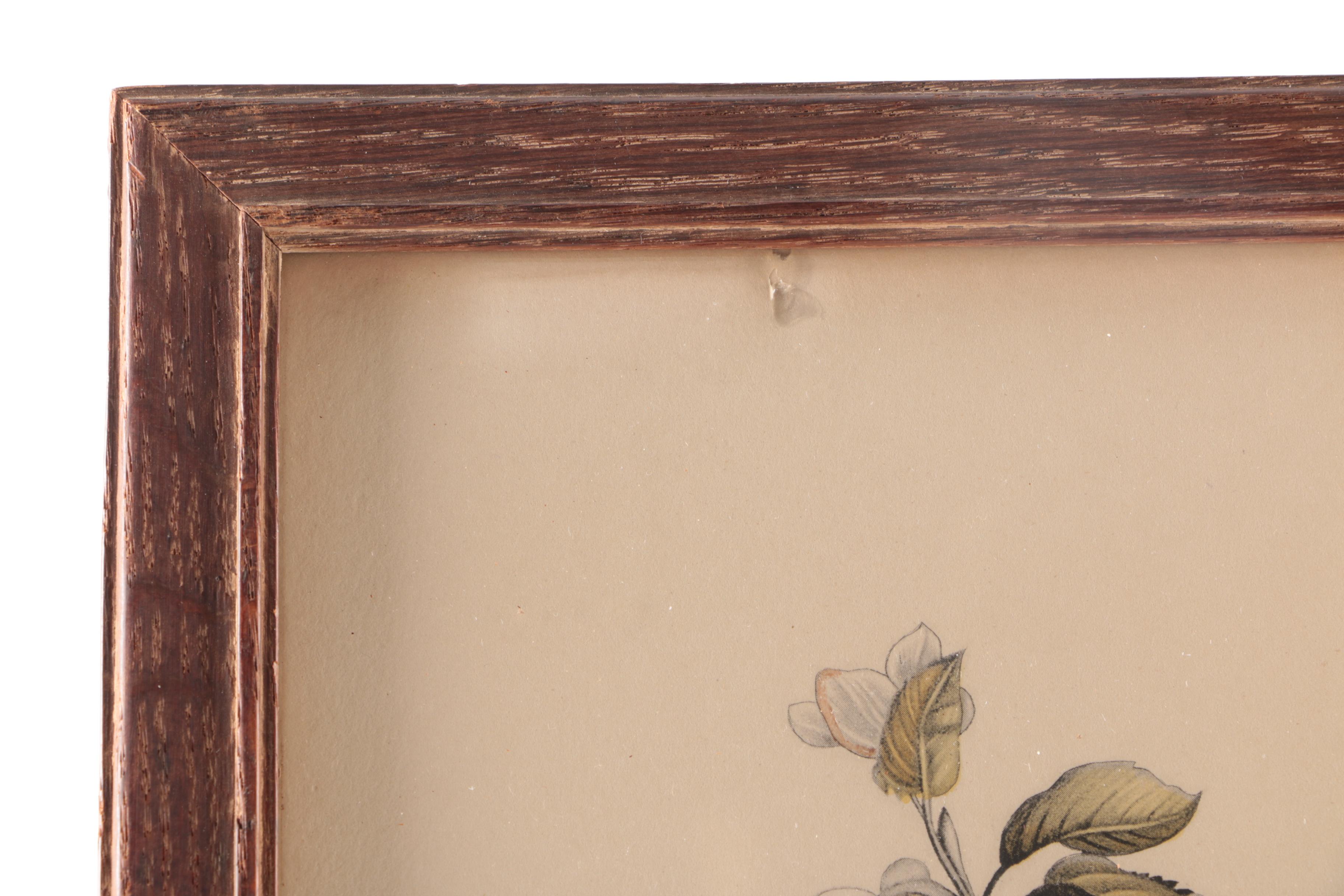 Hand Colored Halftone Prints After Jean Louis Prévost's Botanical Illustrations