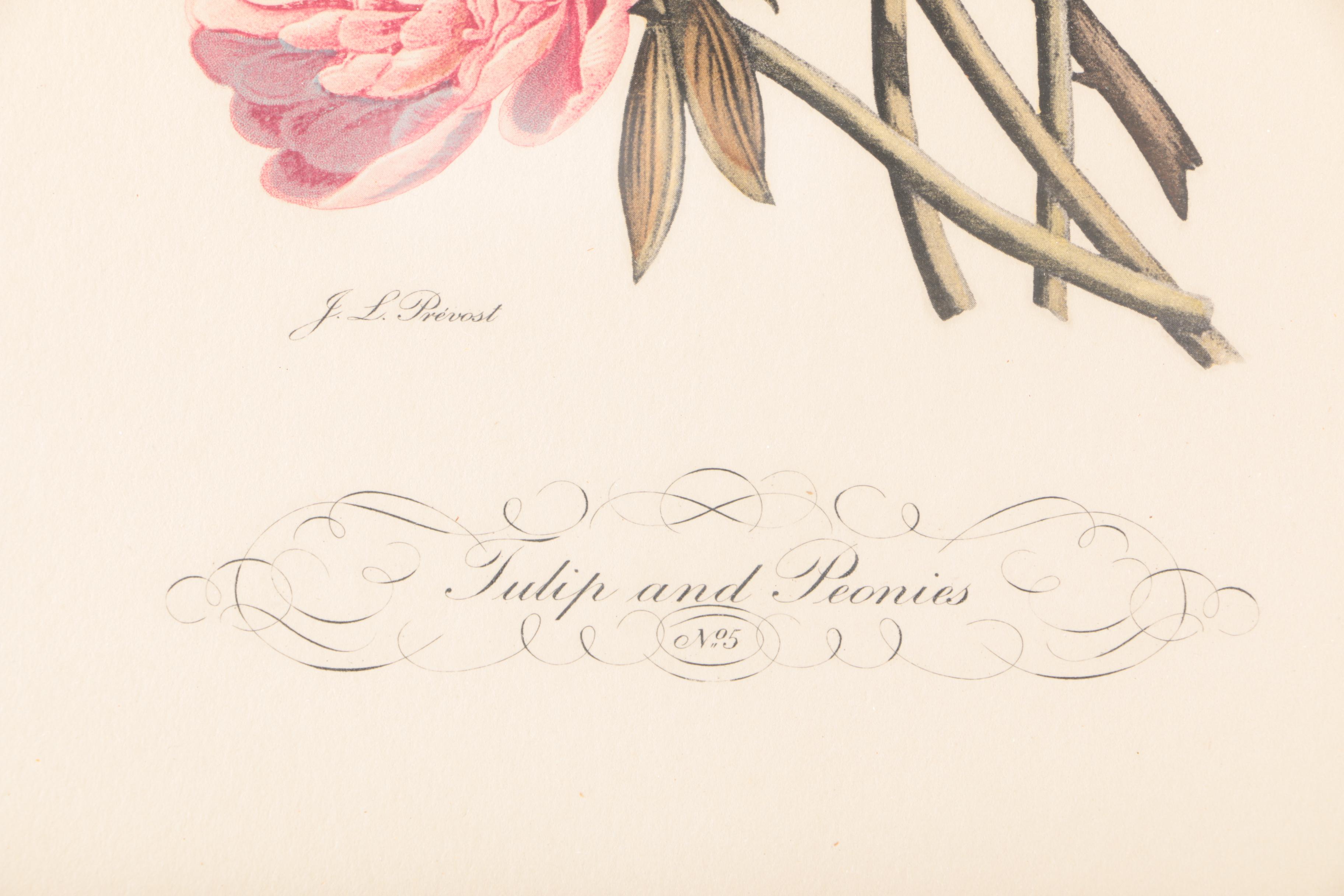 Hand Colored Halftone Prints After Jean Louis Prévost's Botanical Illustrations