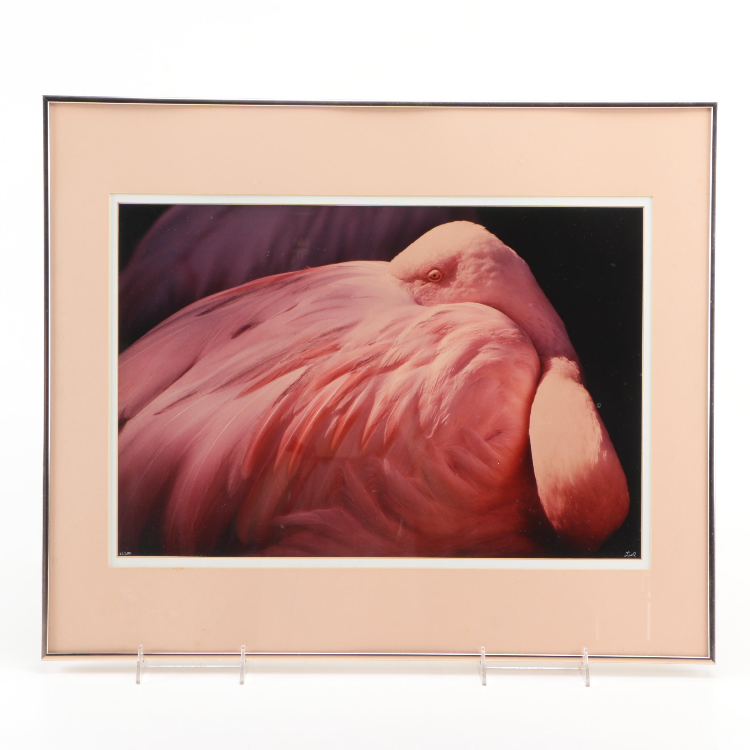 Loel Martin Limited Edition Photograph on Paper "New Flamingo Eye"