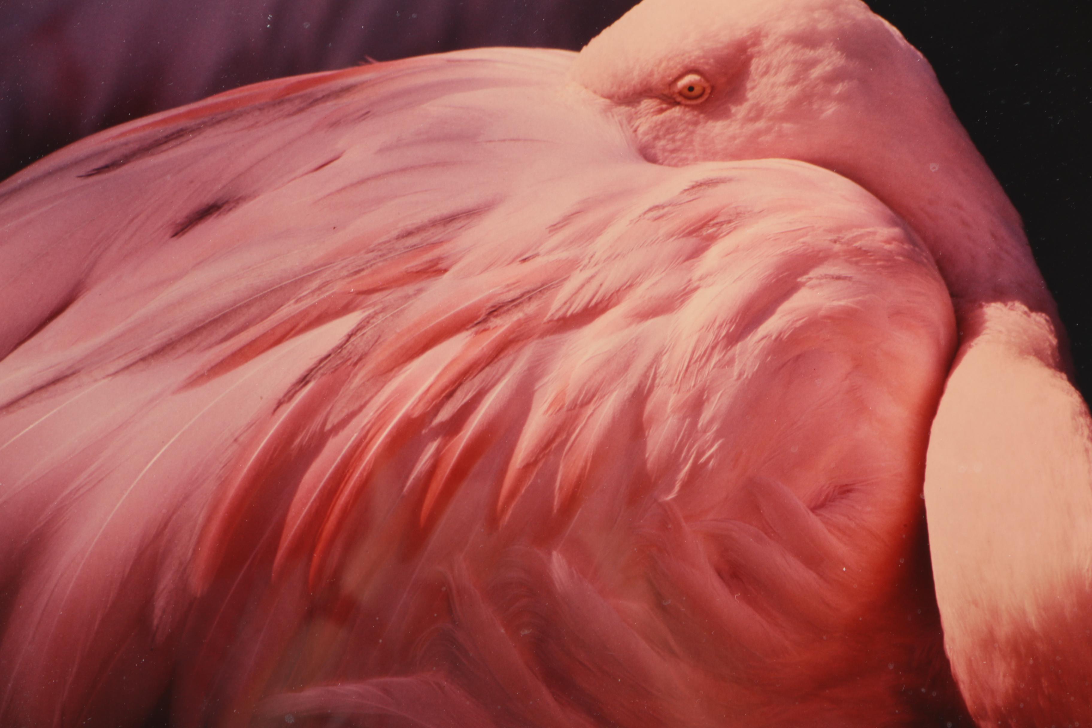 Loel Martin Limited Edition Photograph on Paper "New Flamingo Eye"