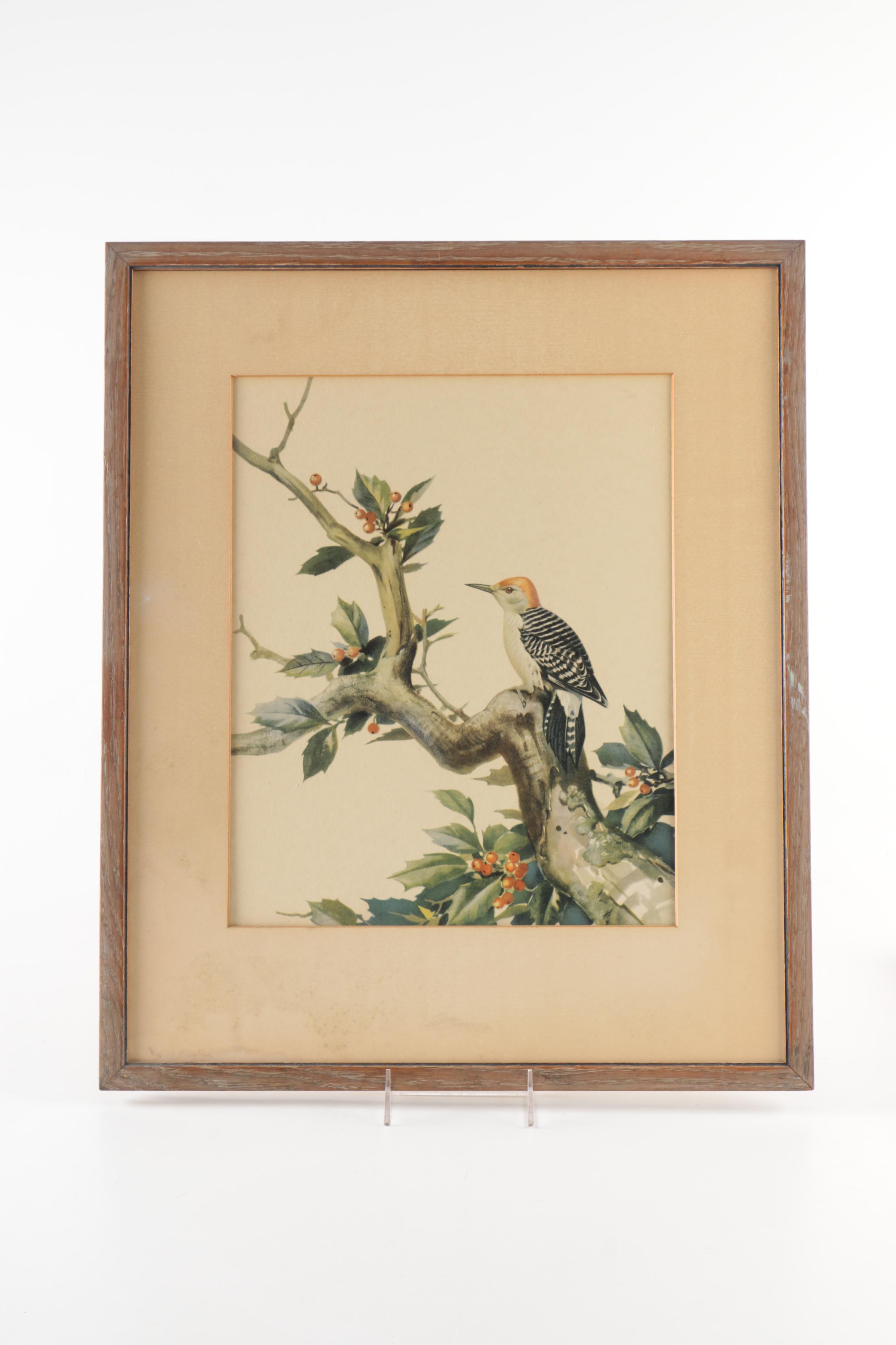 Reproduction Prints After Ornithological Illustrations by Gould and Peterson