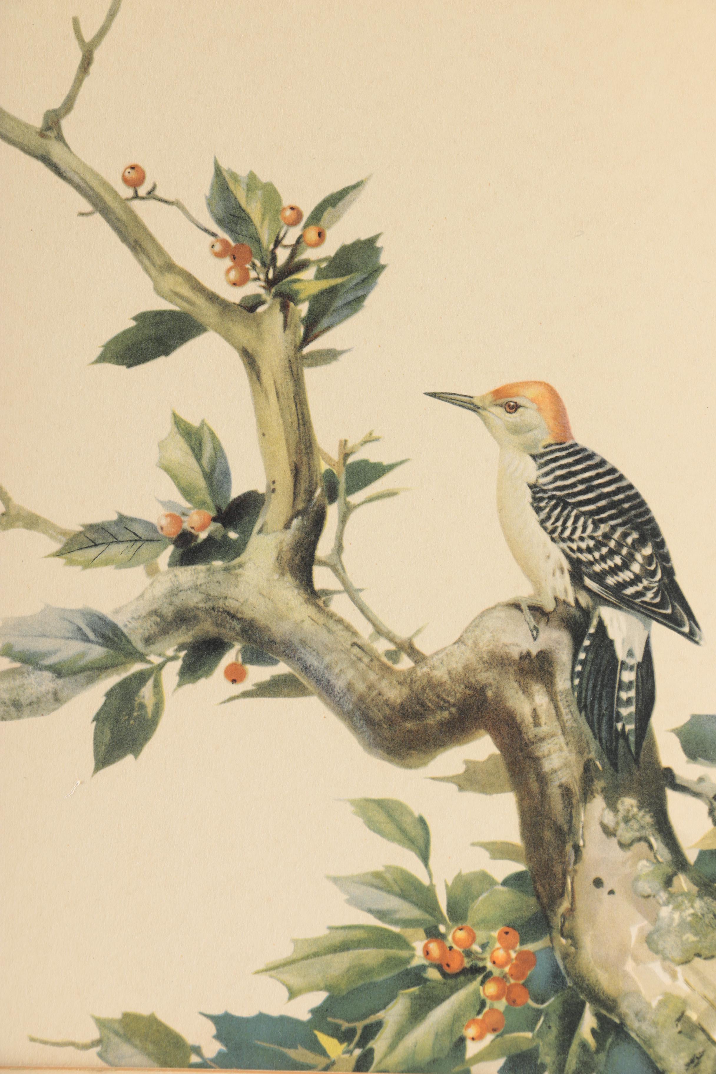 Reproduction Prints After Ornithological Illustrations by Gould and Peterson