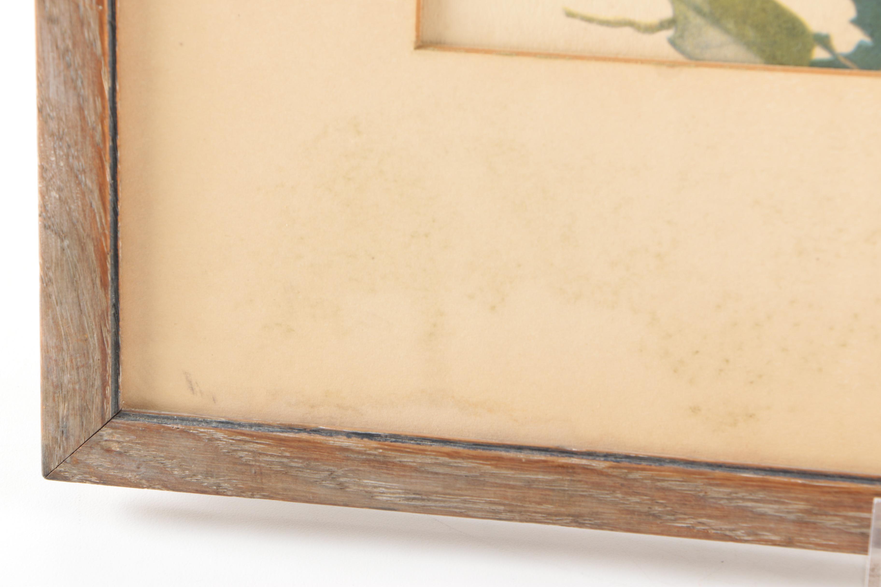 Reproduction Prints After Ornithological Illustrations by Gould and Peterson