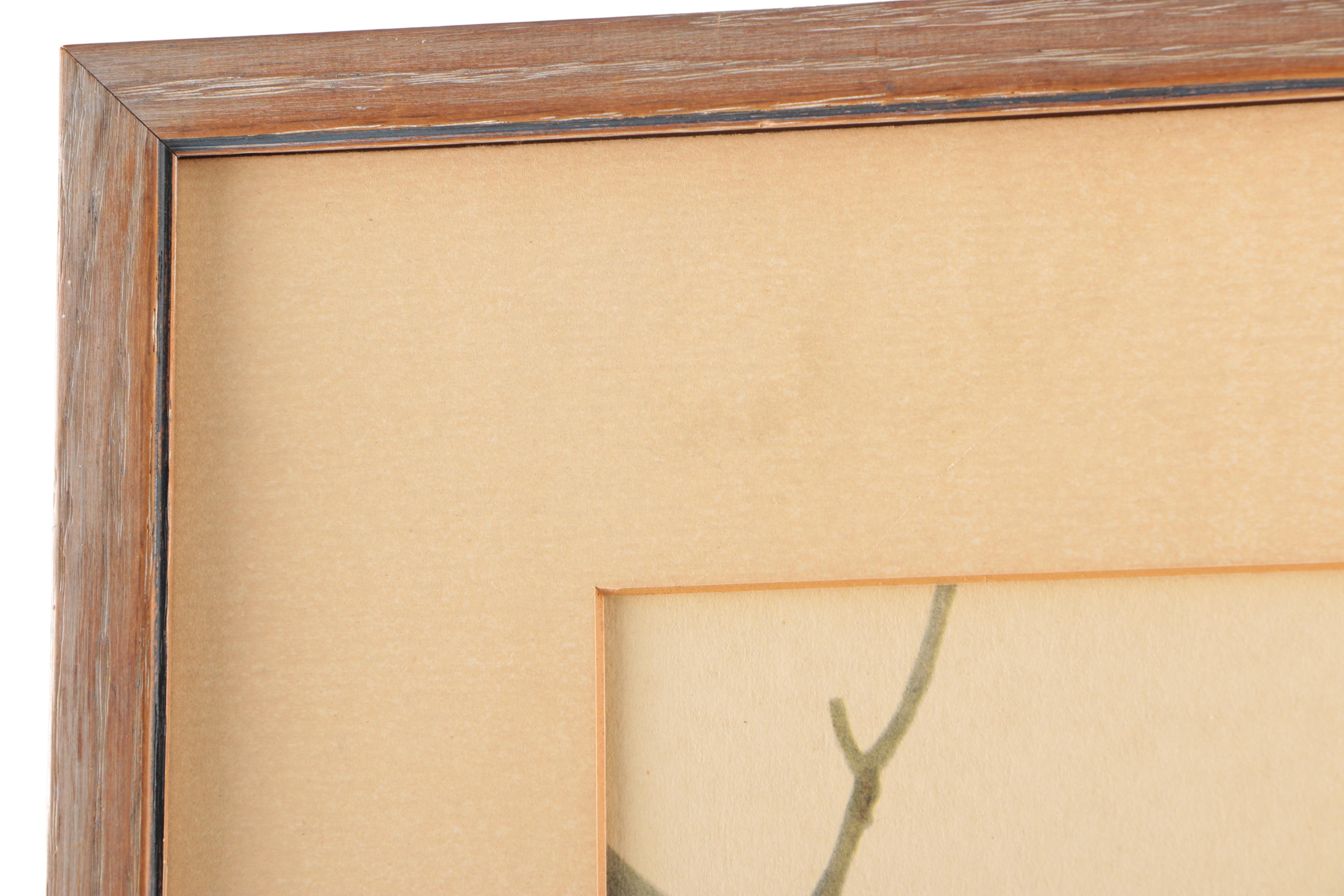 Reproduction Prints After Ornithological Illustrations by Gould and Peterson