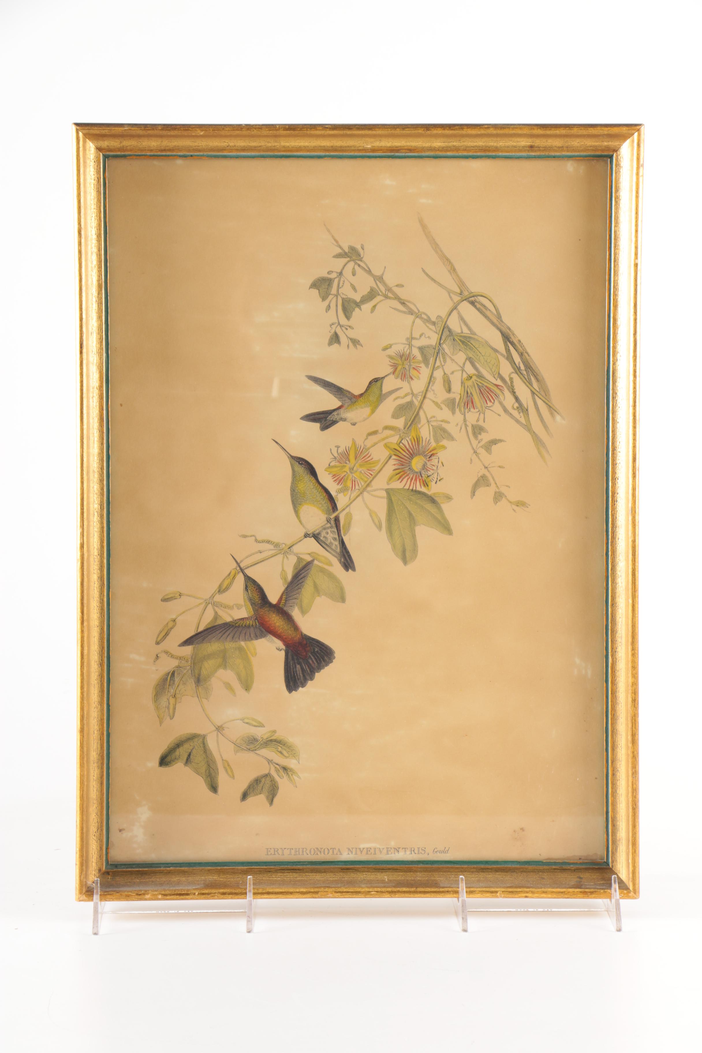 Reproduction Prints After Ornithological Illustrations by Gould and Peterson