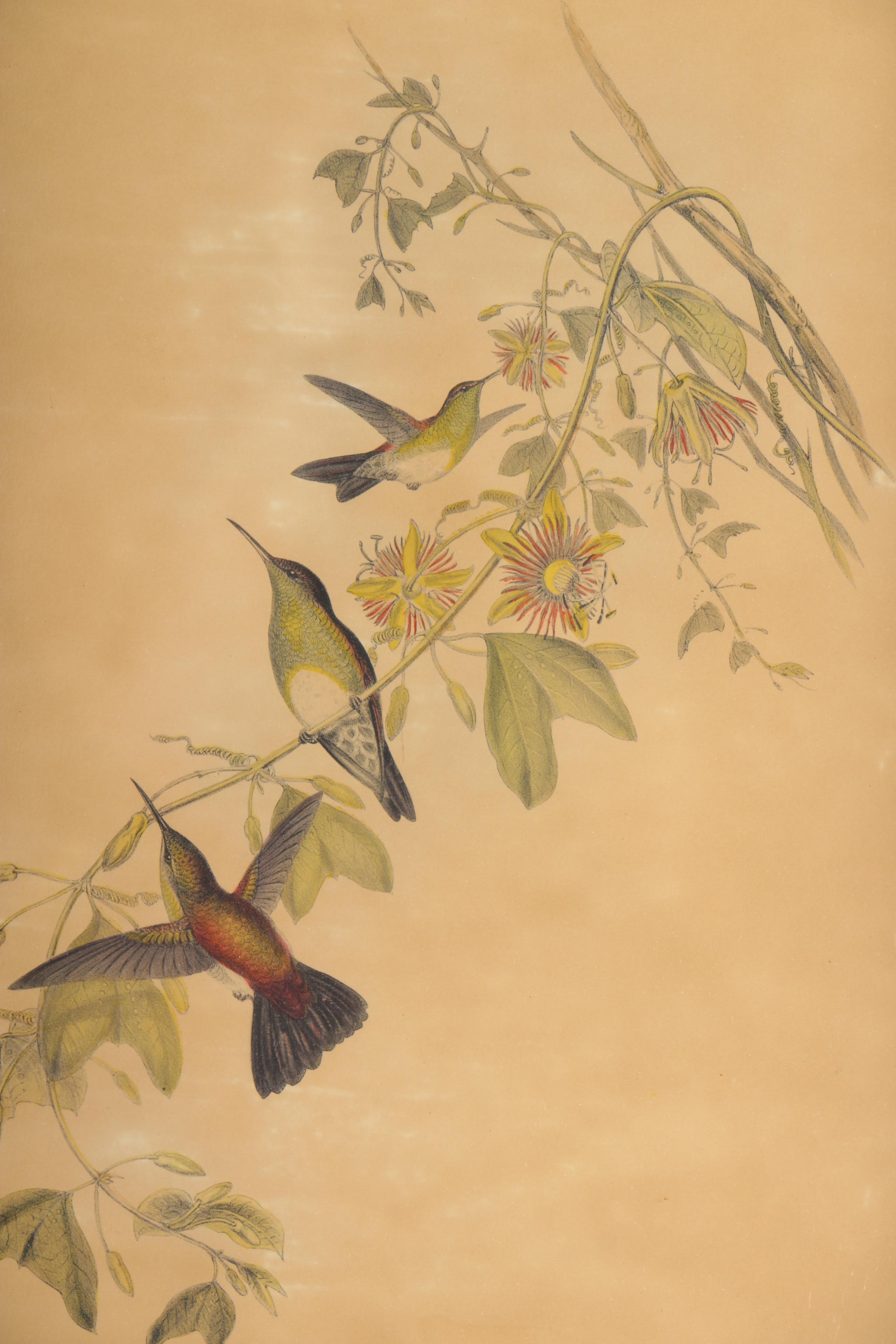 Reproduction Prints After Ornithological Illustrations by Gould and Peterson