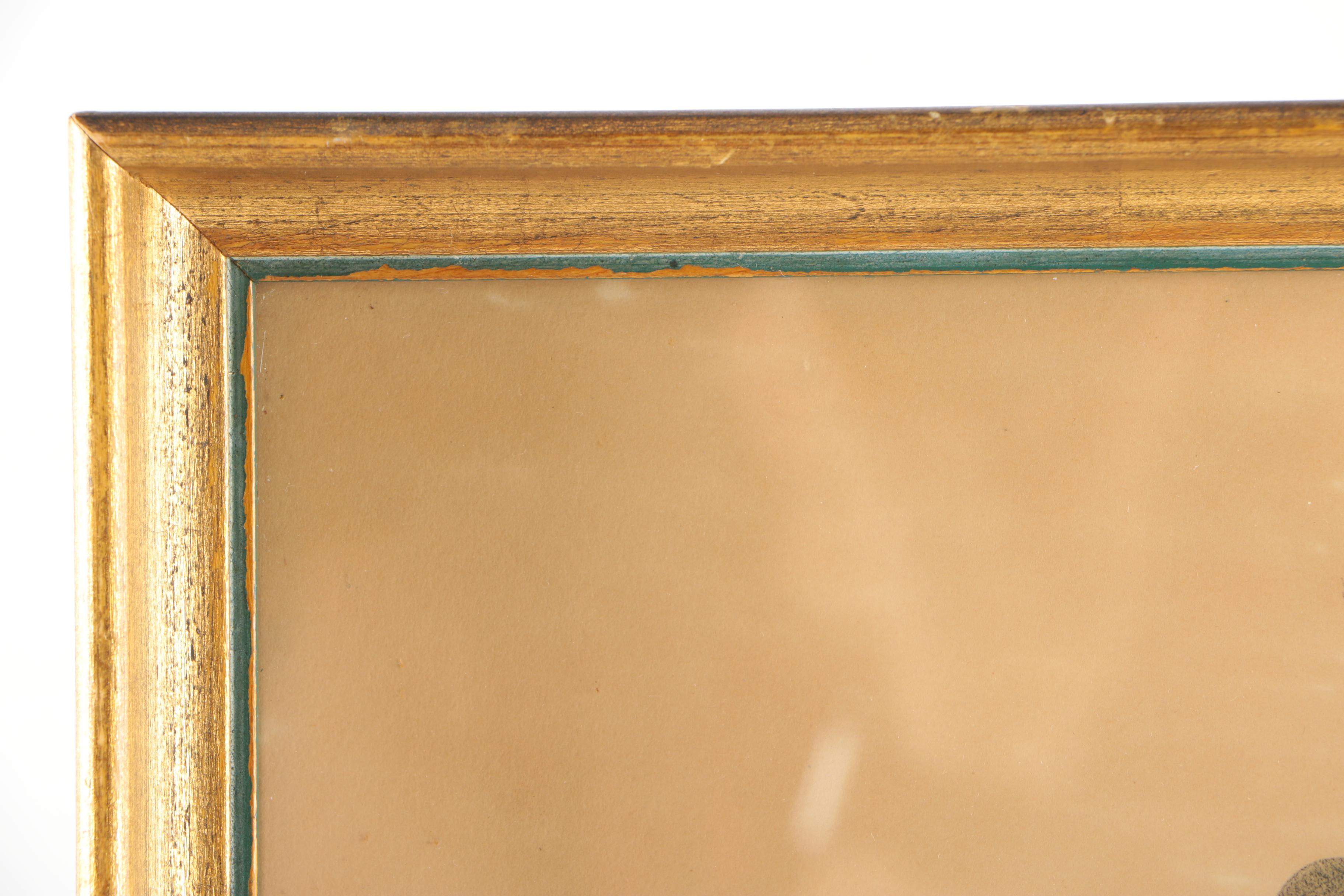 Reproduction Prints After Ornithological Illustrations by Gould and Peterson