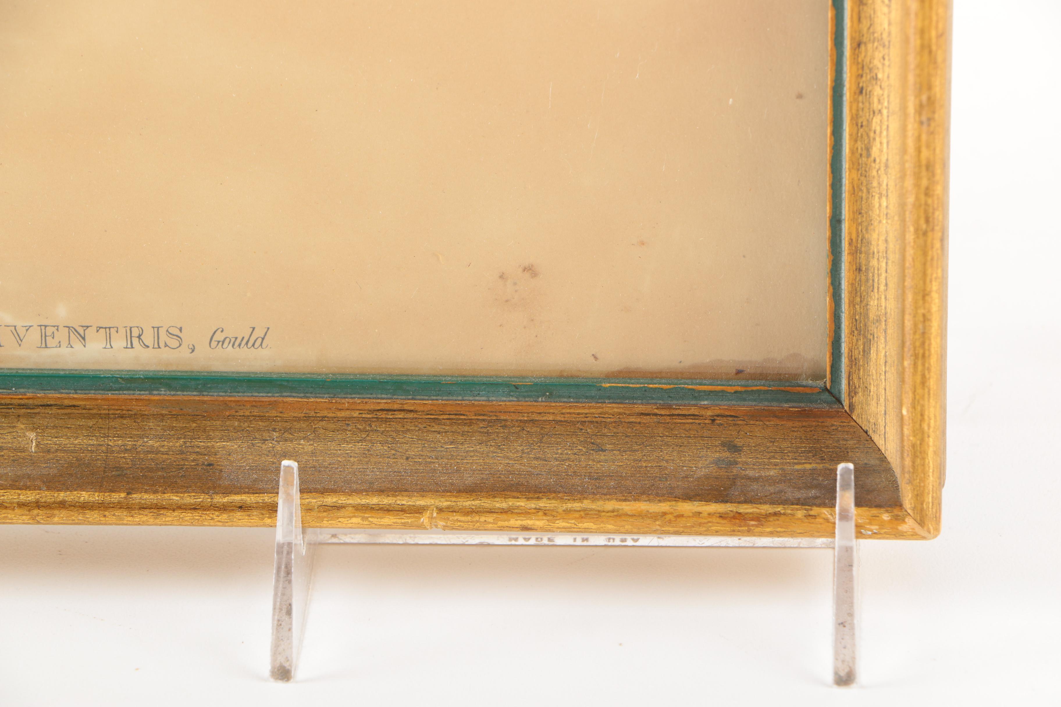 Reproduction Prints After Ornithological Illustrations by Gould and Peterson