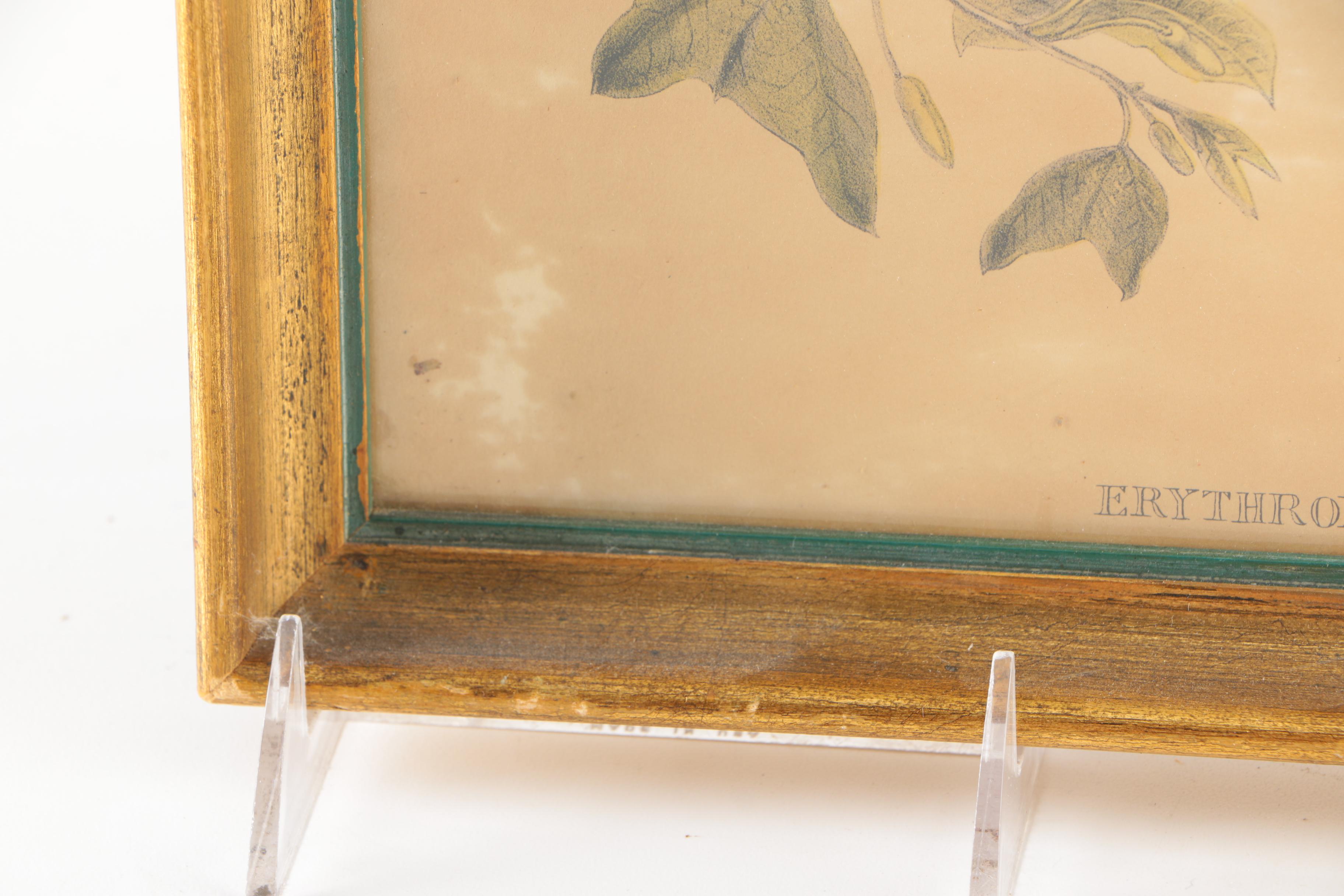 Reproduction Prints After Ornithological Illustrations by Gould and Peterson