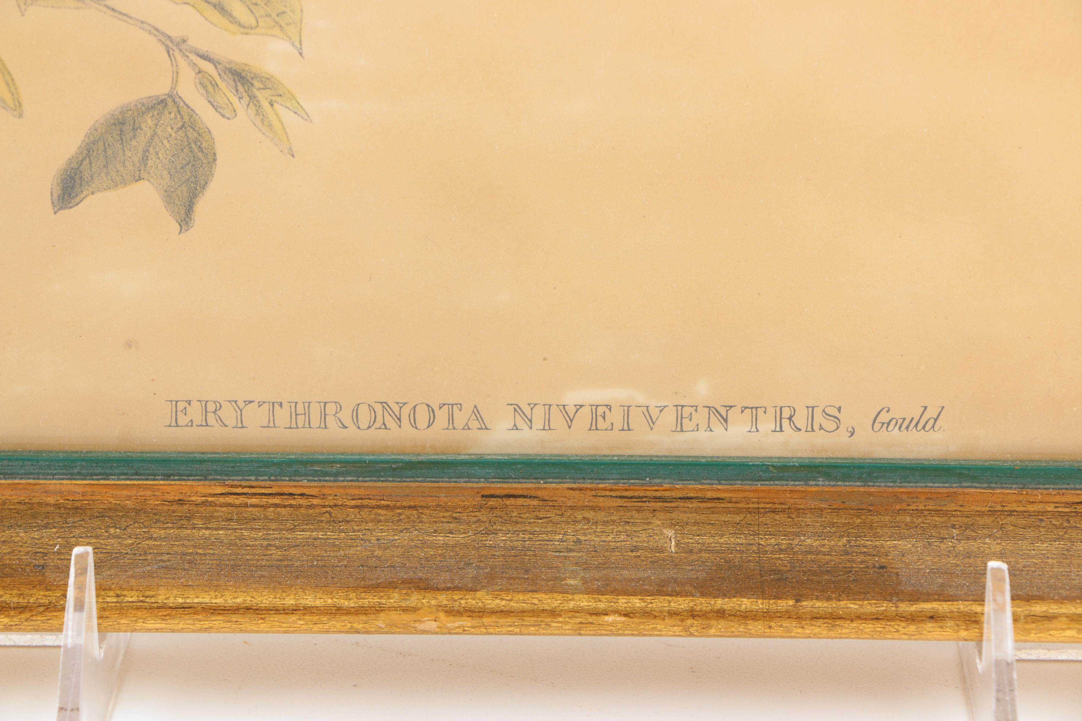 Reproduction Prints After Ornithological Illustrations by Gould and Peterson