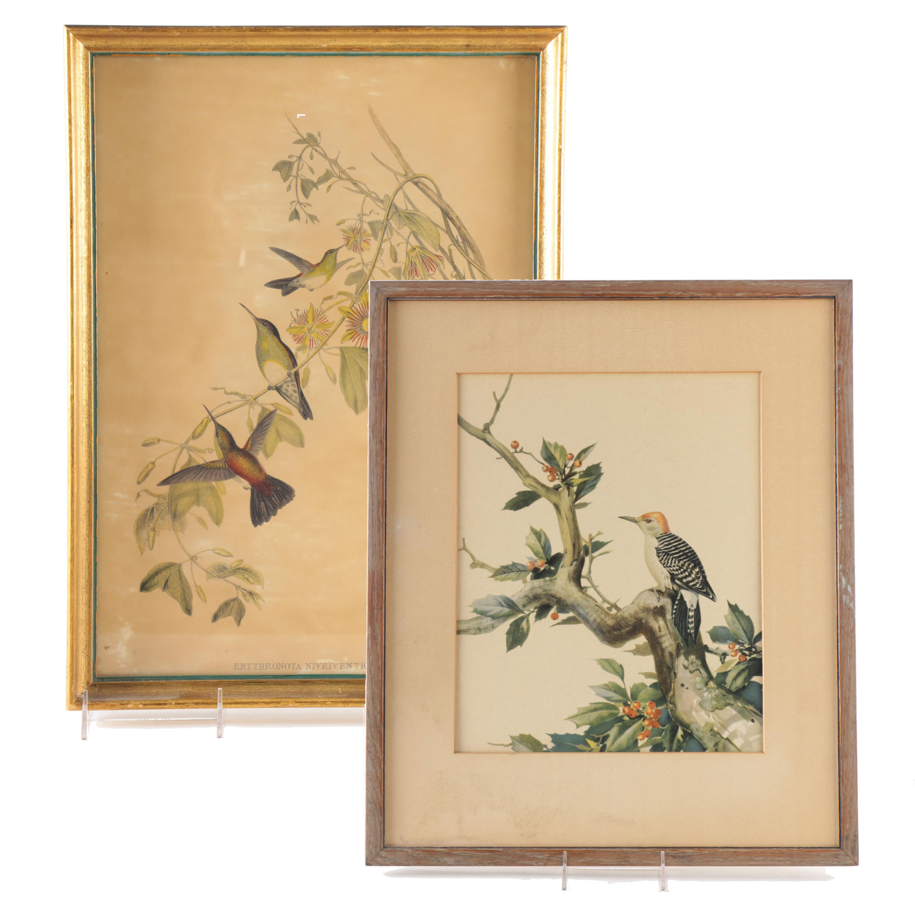 Reproduction Prints After Ornithological Illustrations by Gould and Peterson