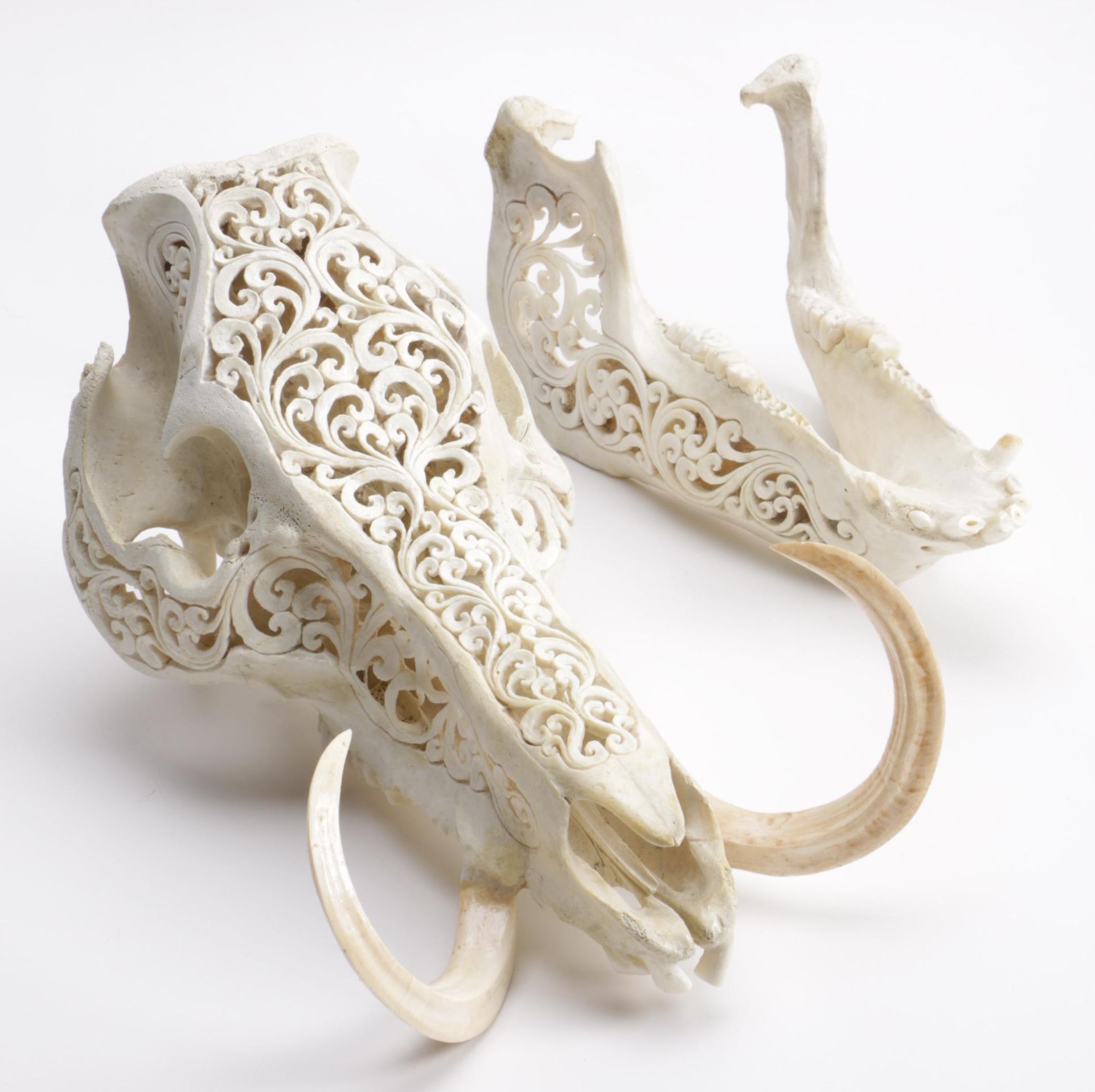 Carved Domestic Pig Skull and Tusks