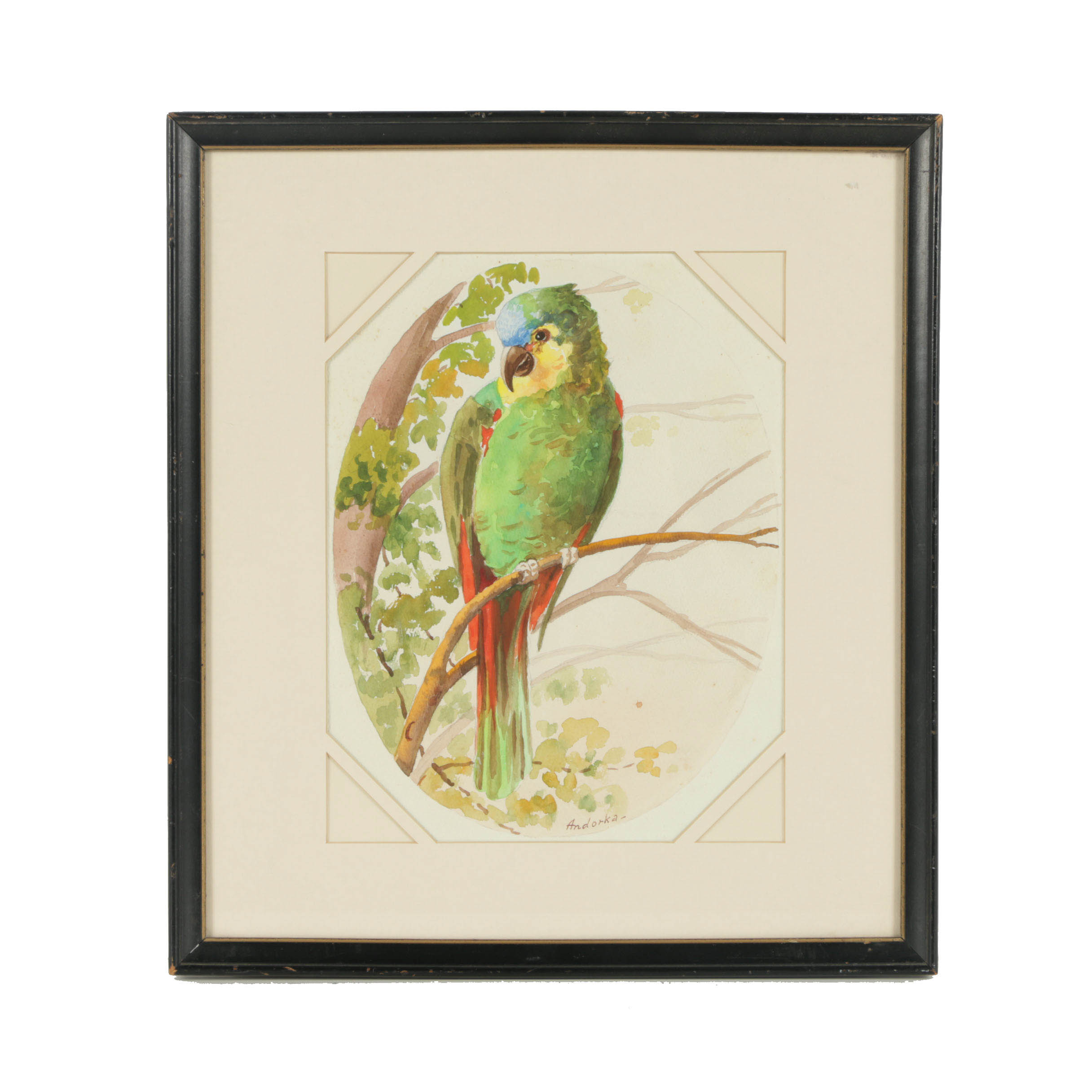 Andorka Watercolor Painting on Paper of a Parrot