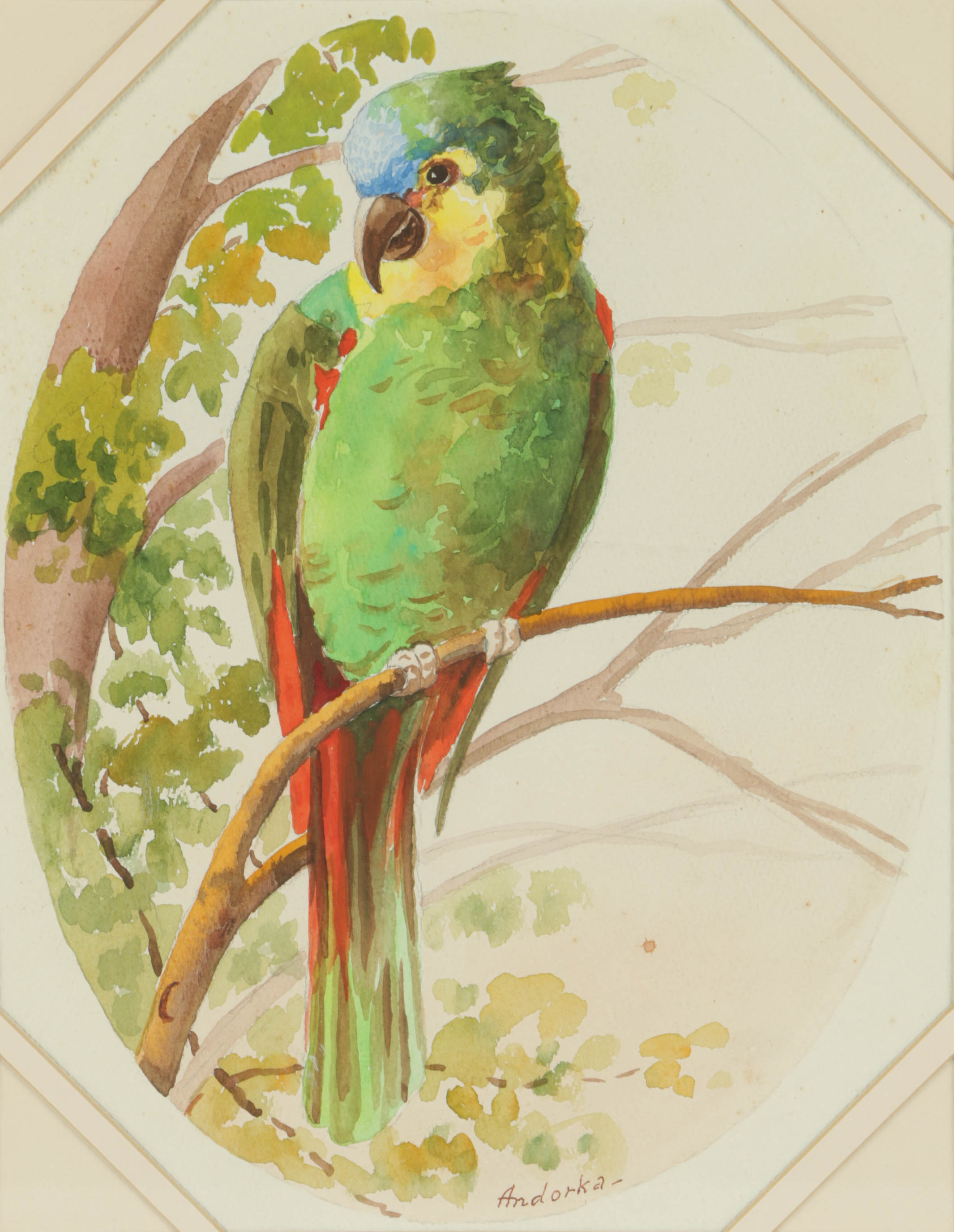 Andorka Watercolor Painting on Paper of a Parrot