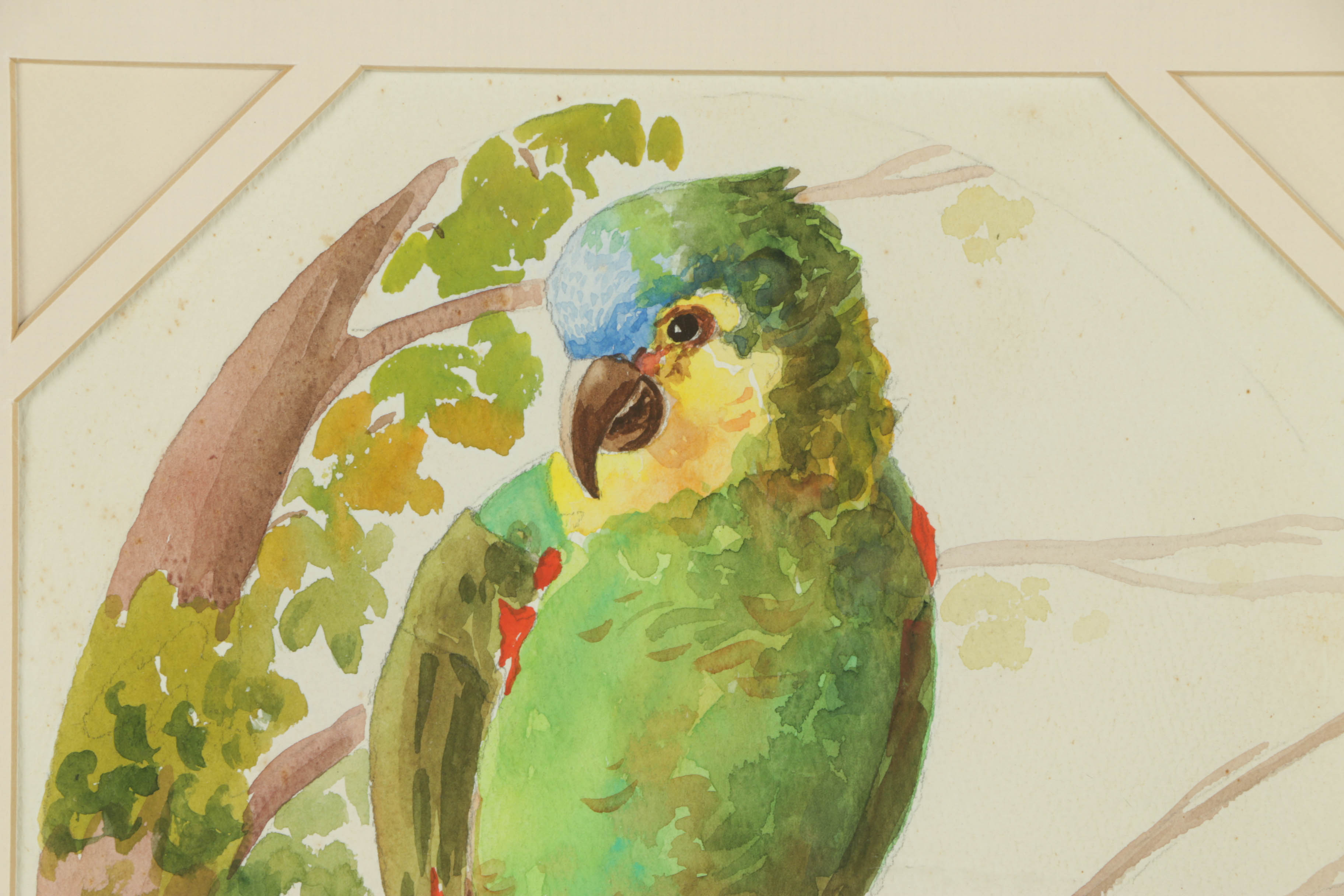 Andorka Watercolor Painting on Paper of a Parrot