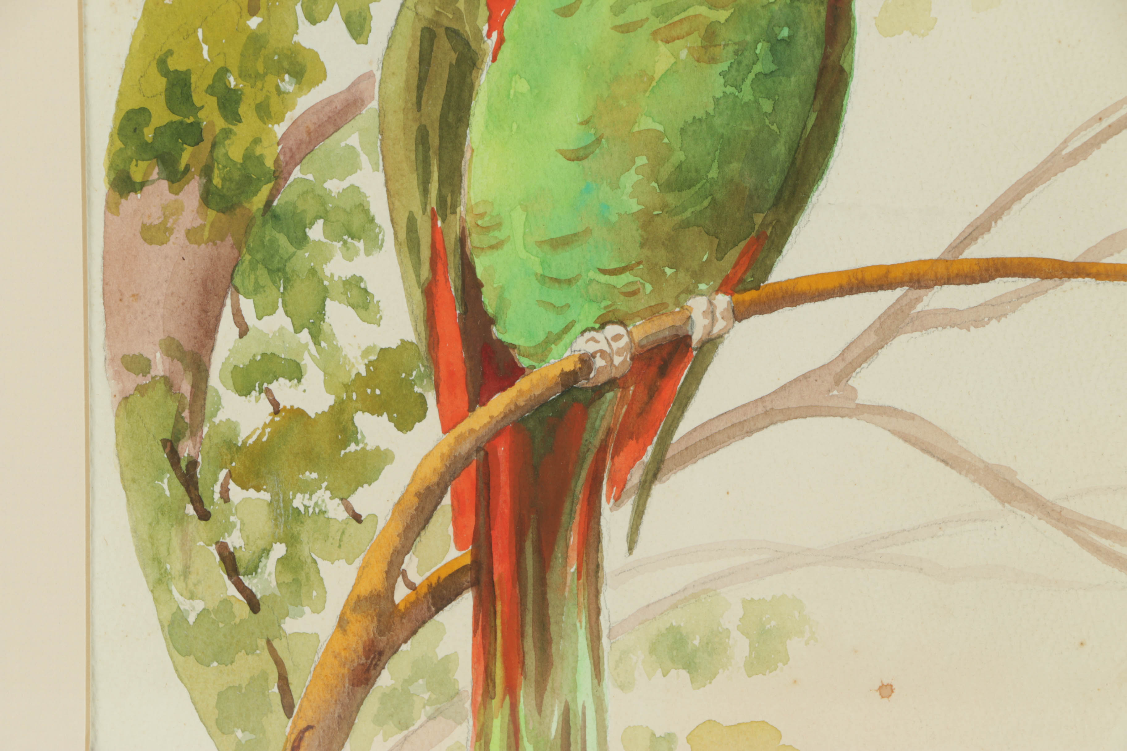 Andorka Watercolor Painting on Paper of a Parrot